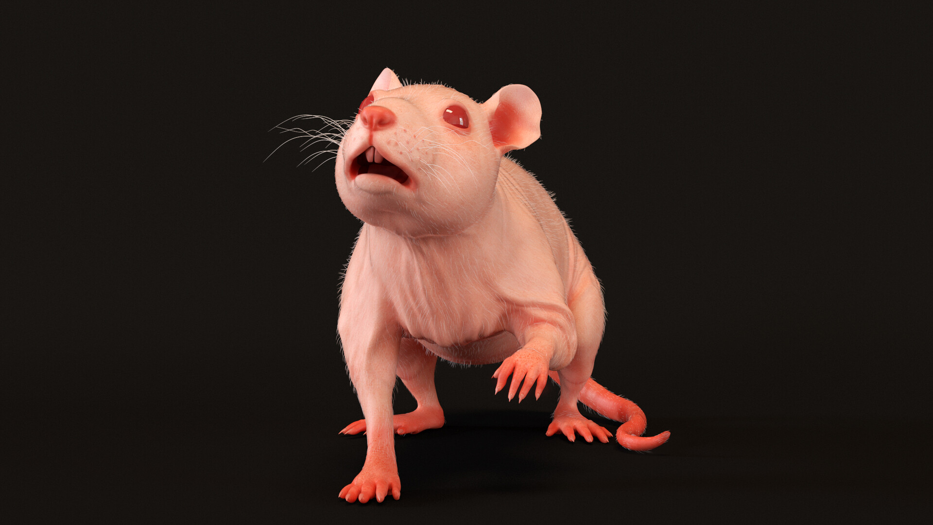 ArtStation hairless rat