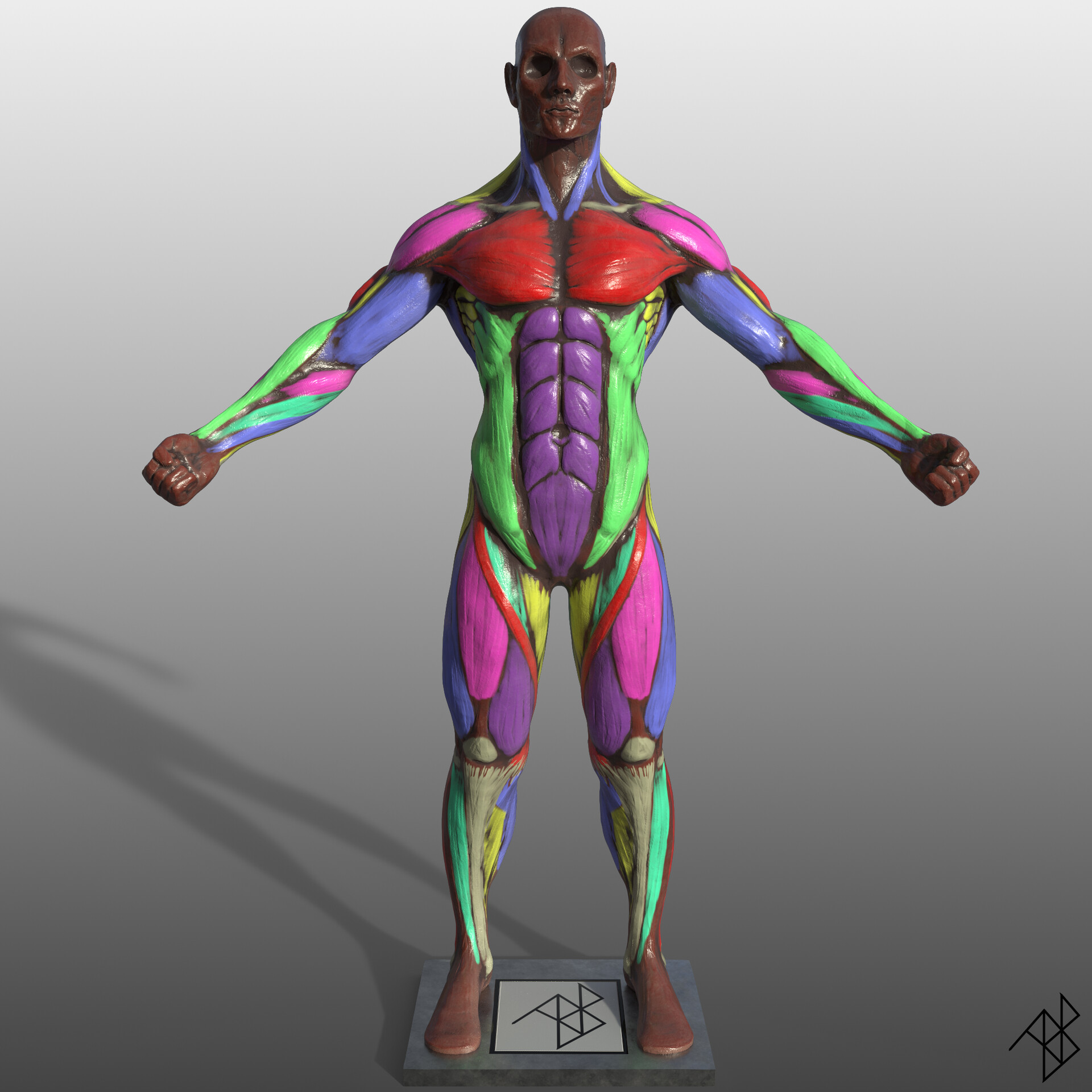 ArtStation - The great chest muscle - pectoralis major, Anatomy For  Sculptors