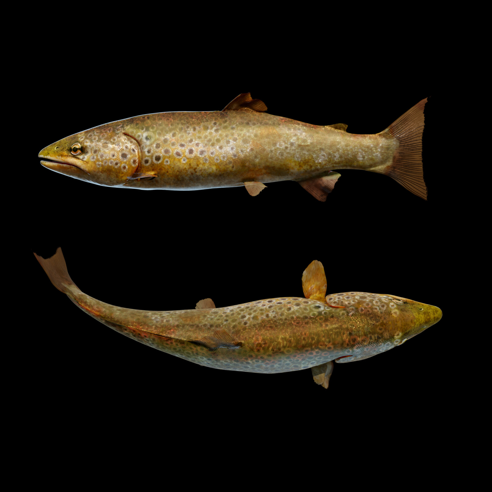 Brown Trout 2.0