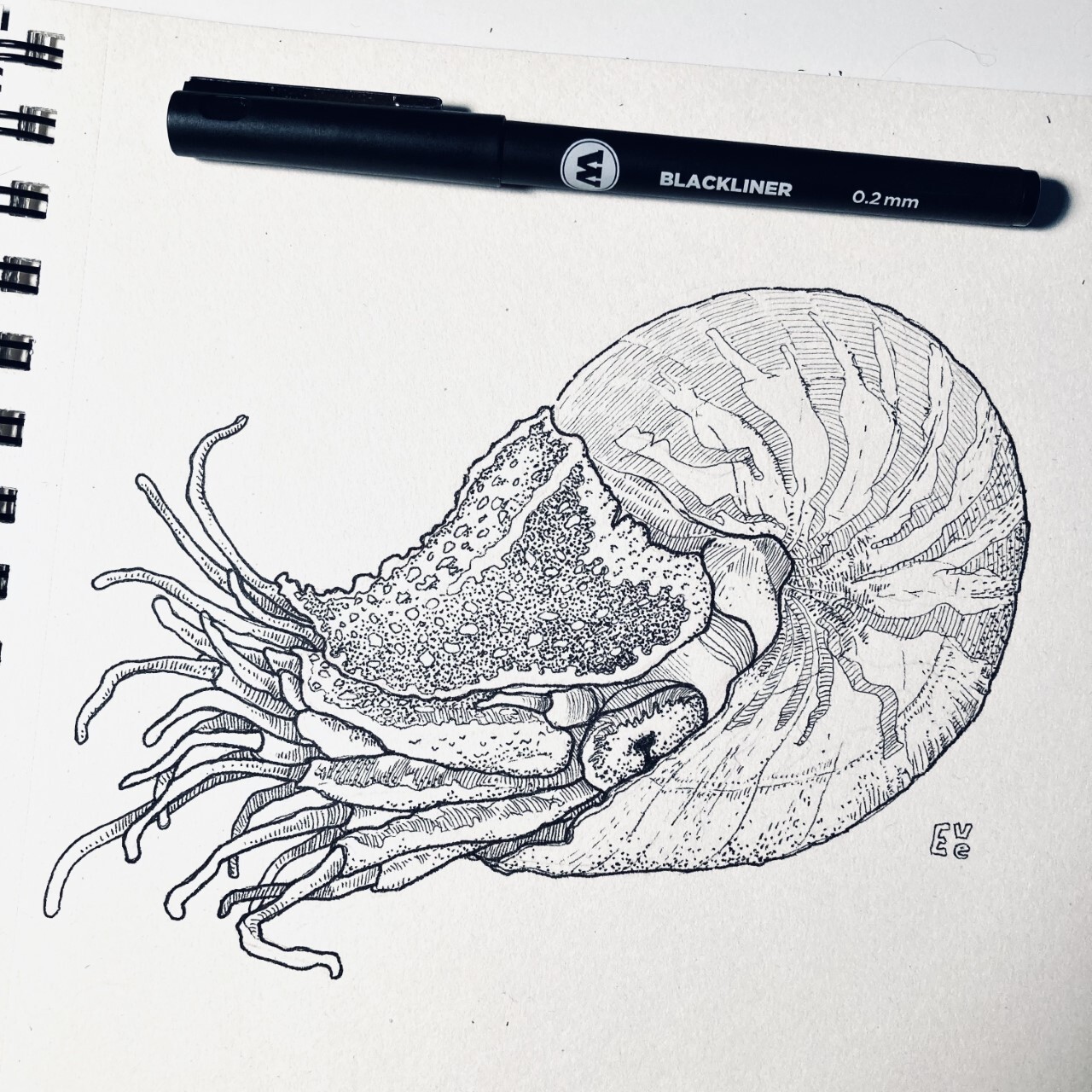 Nautilus study