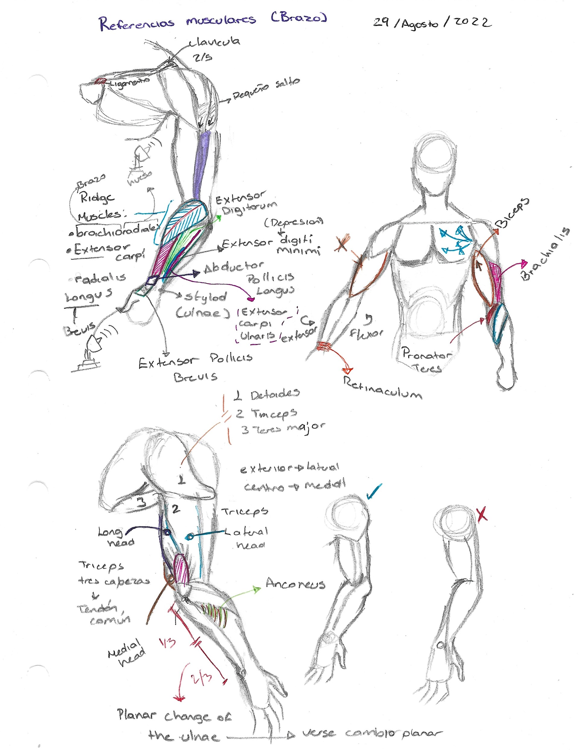 ArtStation - 03 Estudio de Referencias Musculares: Brazo