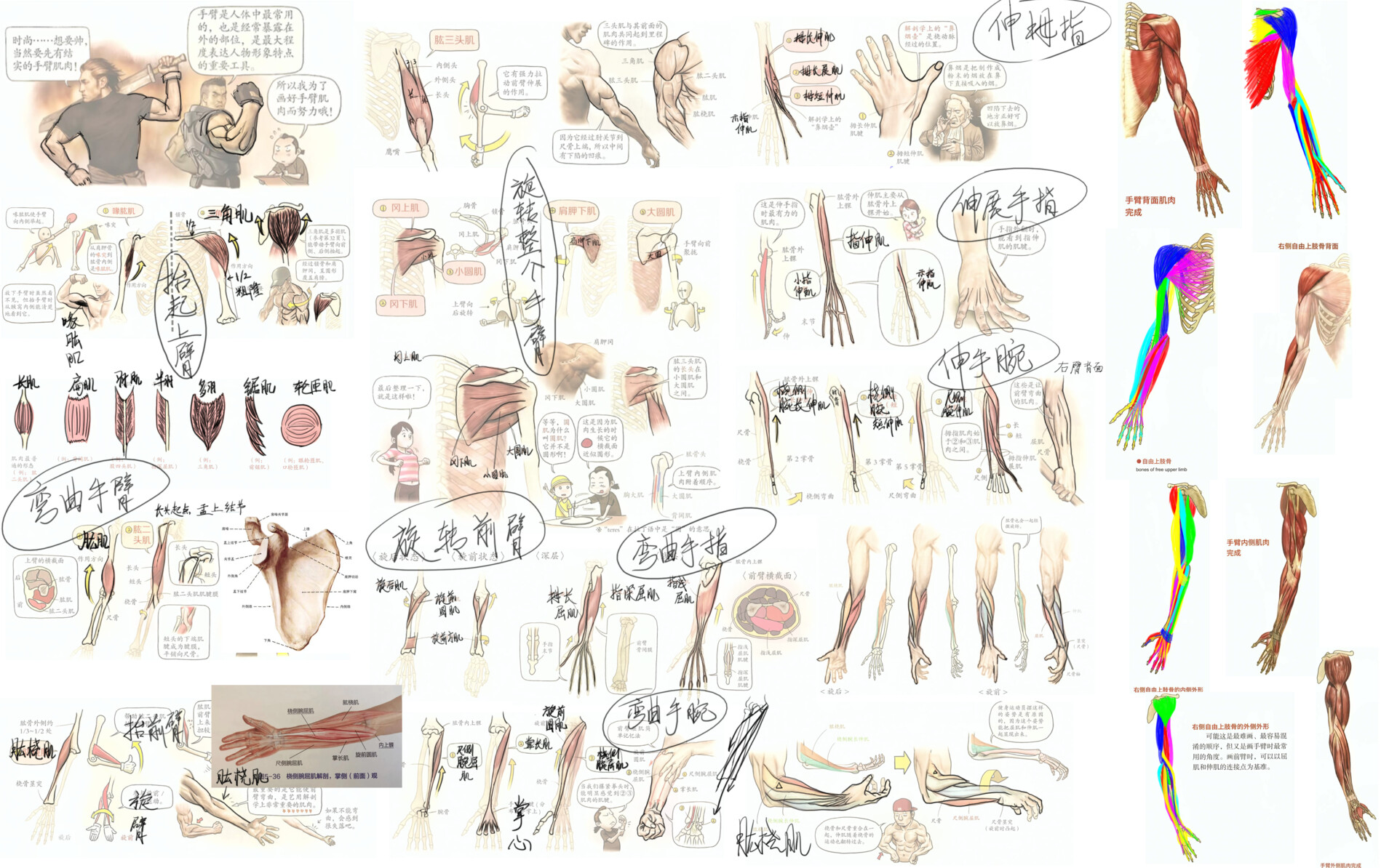 Ma Qianli - 艺用-手臂肌肉