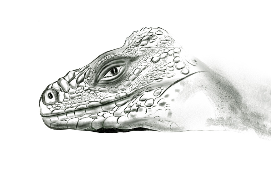 Aquargo sketch 2