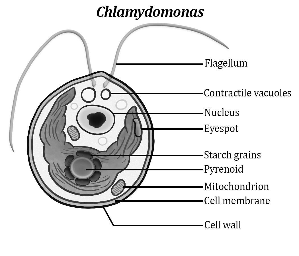 chlamydomonas diagram