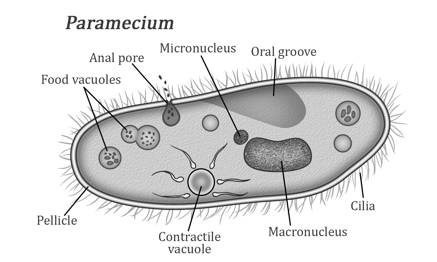 Paramecium Diagram Labeled