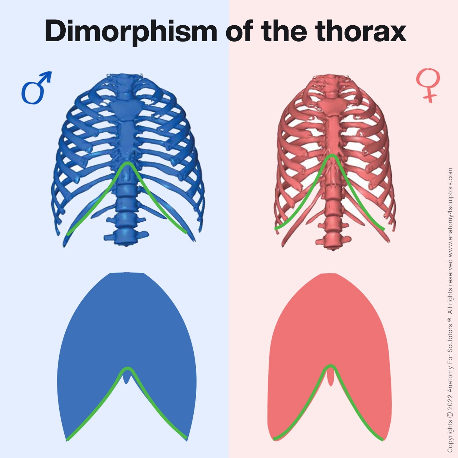 Anatomy for sculptors dimorphism of the thora 2 anatomy for sculptors