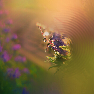 Summer Flower Symphony
