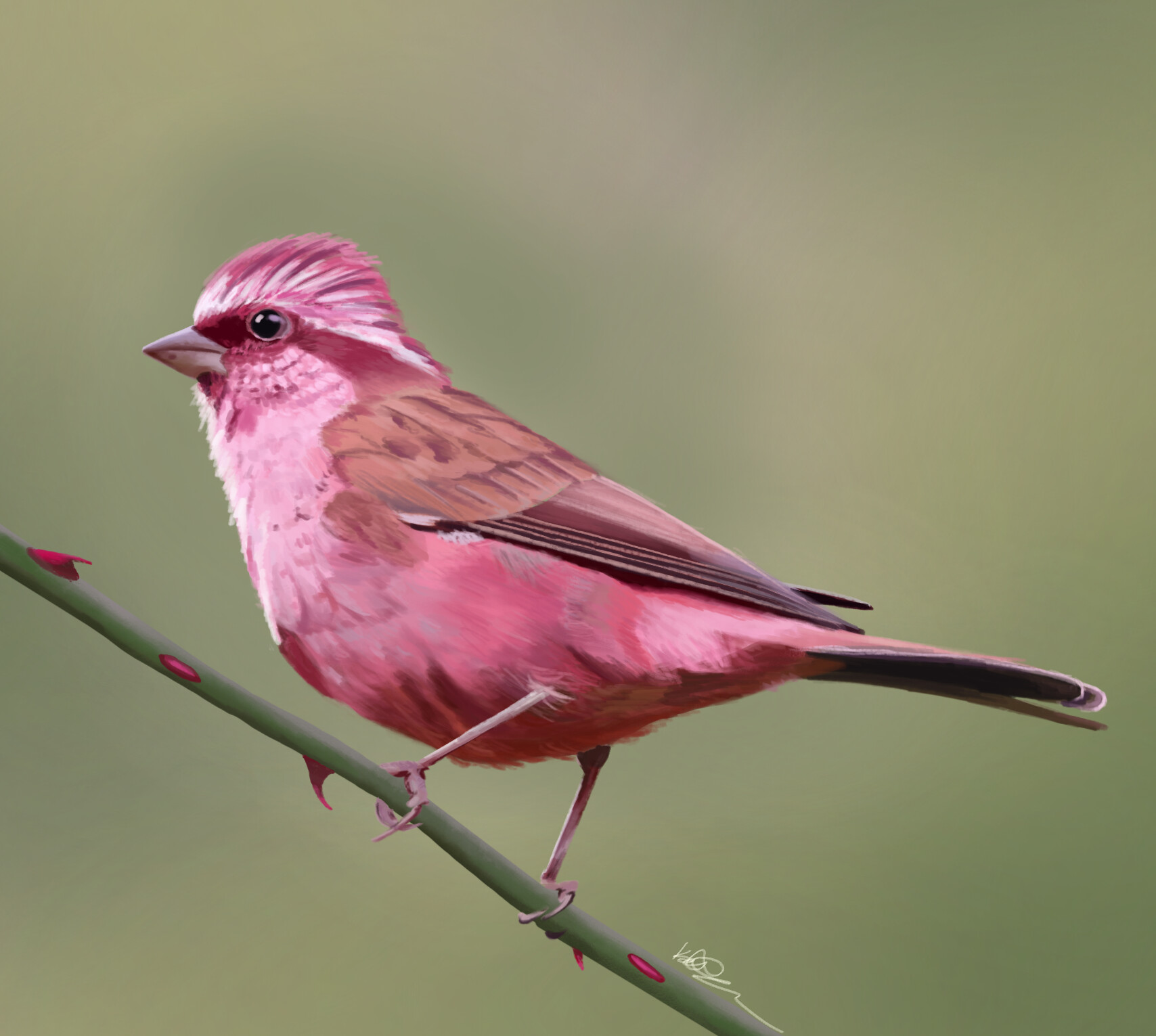 ArtStation - Pink-browed Rosefinch