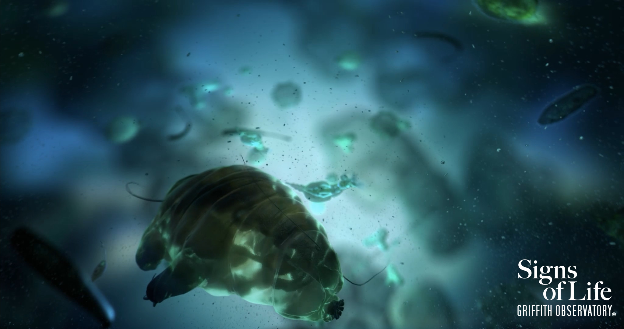 Flat style render, the tardigrade swims towards camera