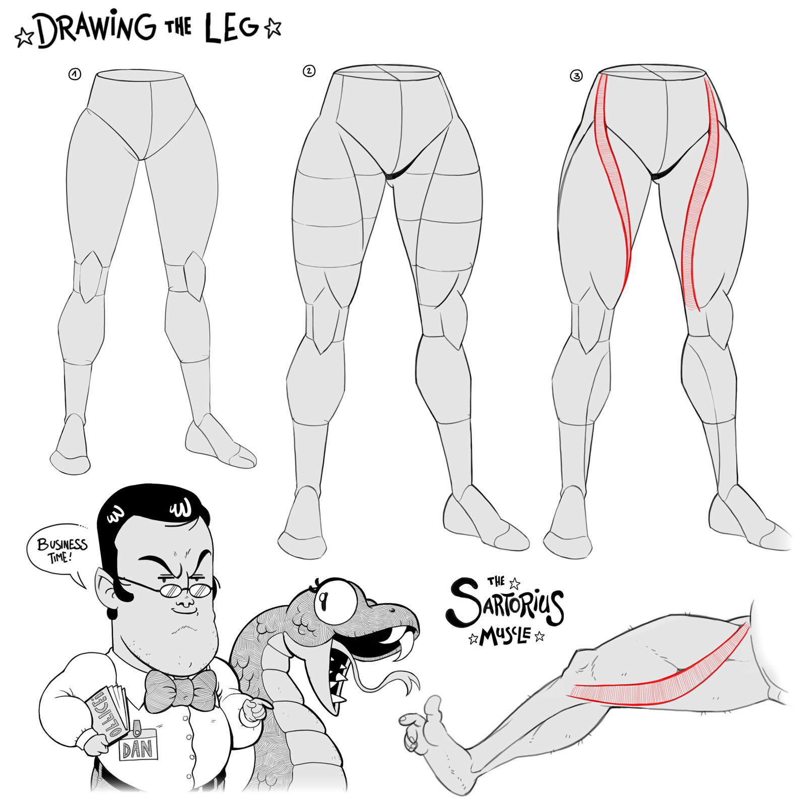 How to draw Legs and the Sartorius Muscle