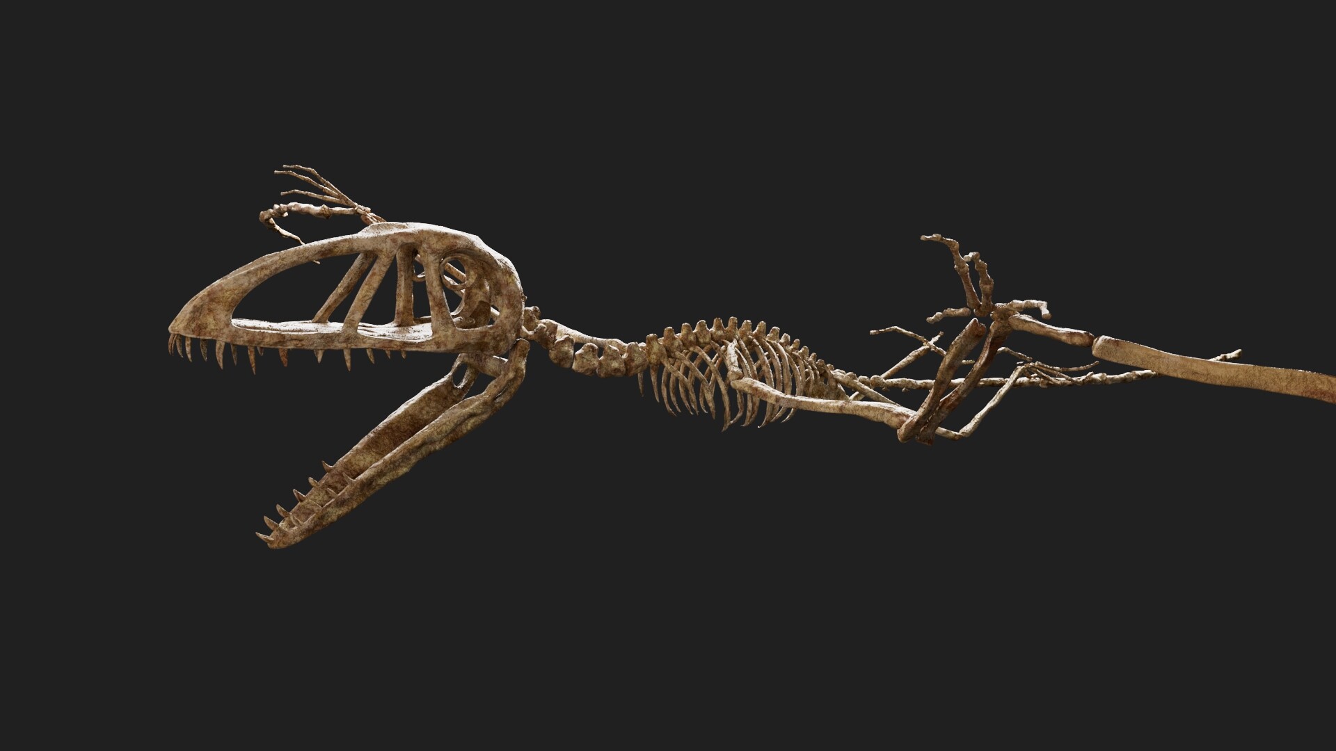 ArtStation - Dimorphodon skeleton