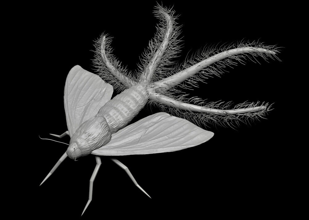 ArtStation - Creatonos Gangis Moth