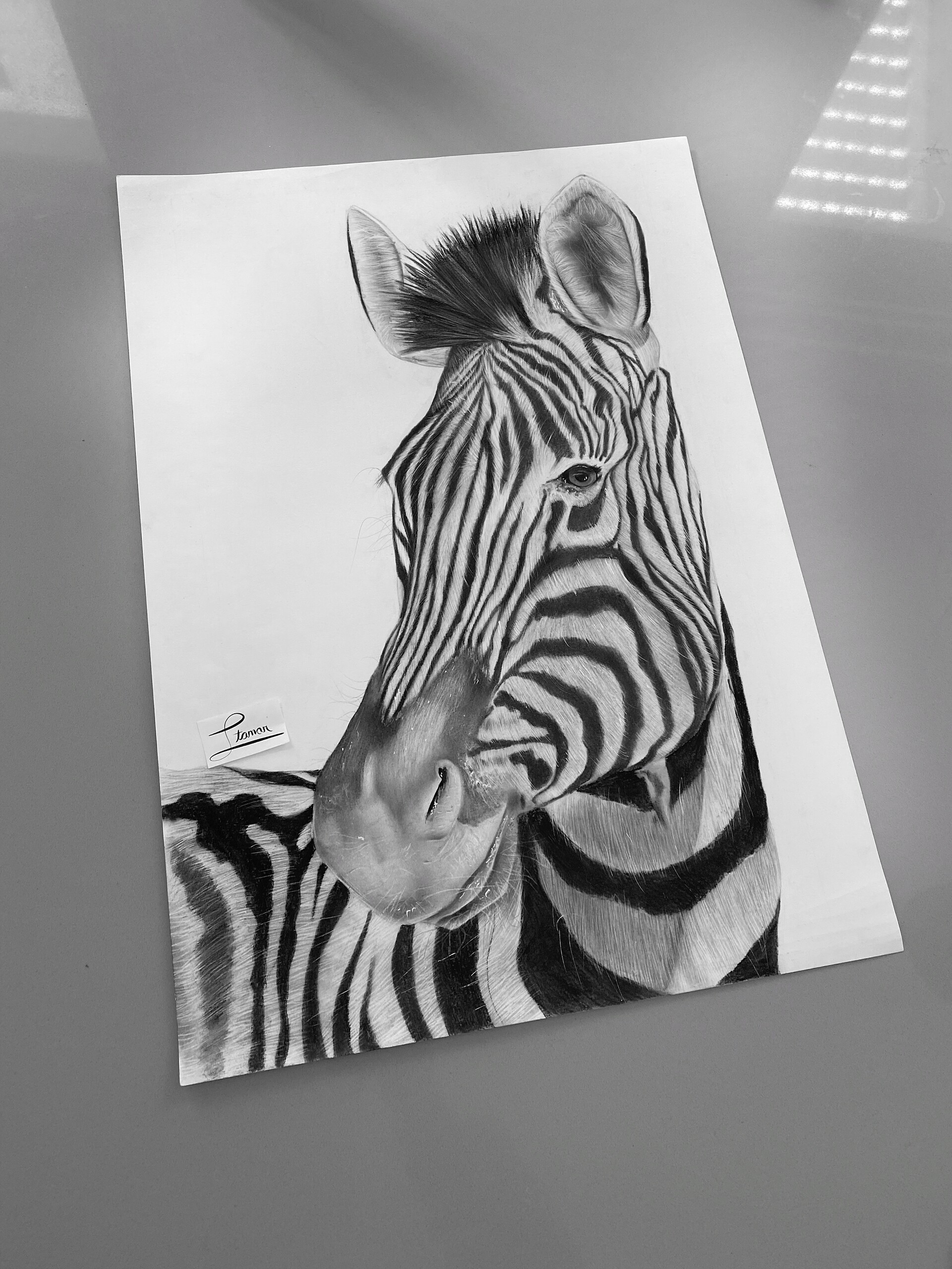 ArtStation  Realistic Zebra Drawing