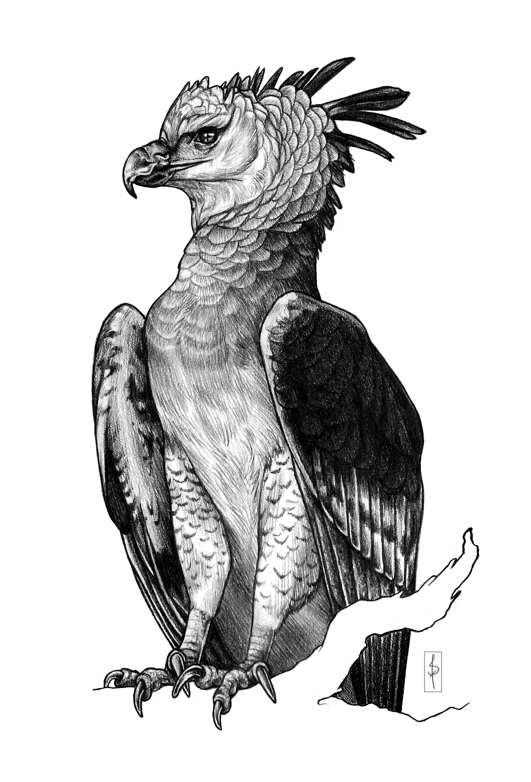 ArtStation - Harpy Eagle