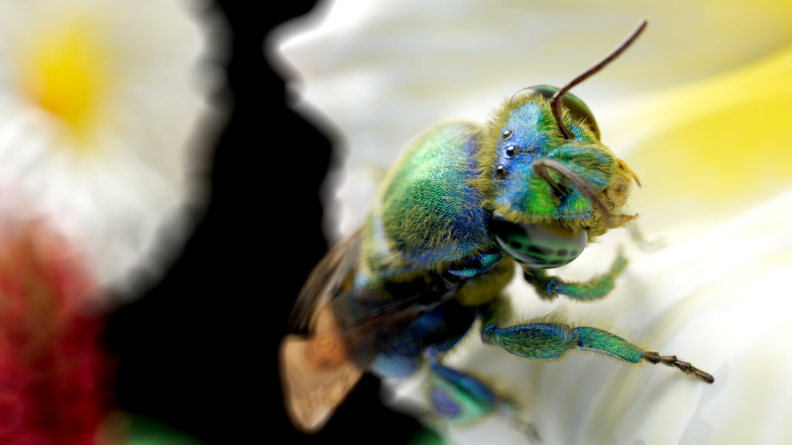 orchid bee model rendered in Redshift for Maya
