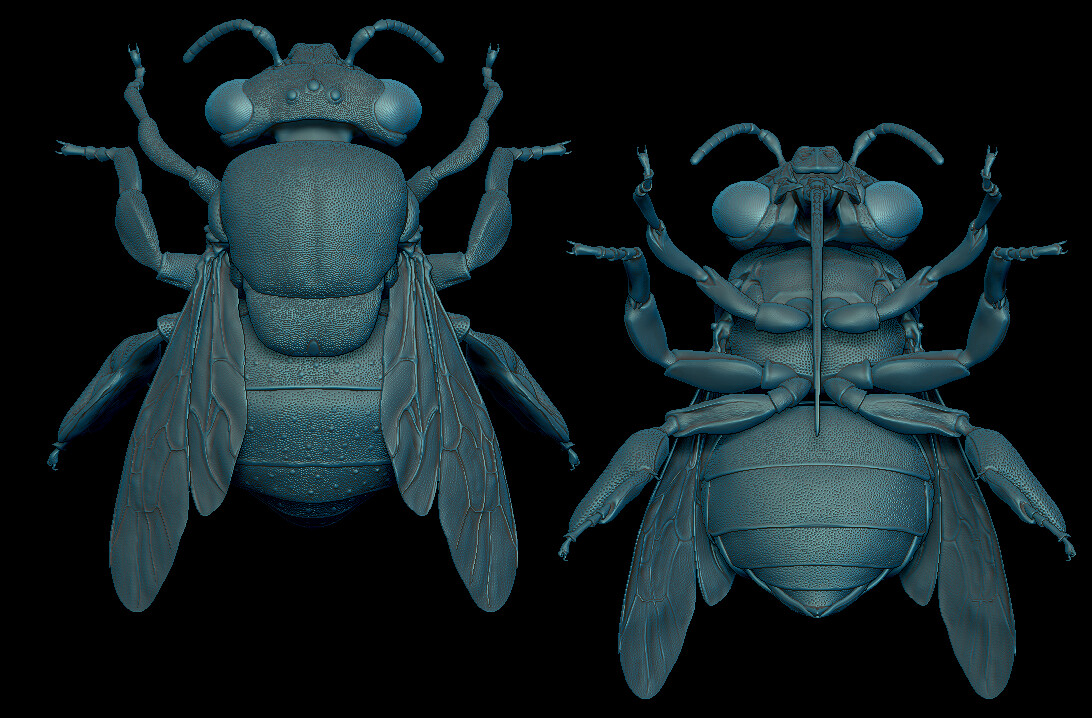 orchid bee model rendered in ZBrush