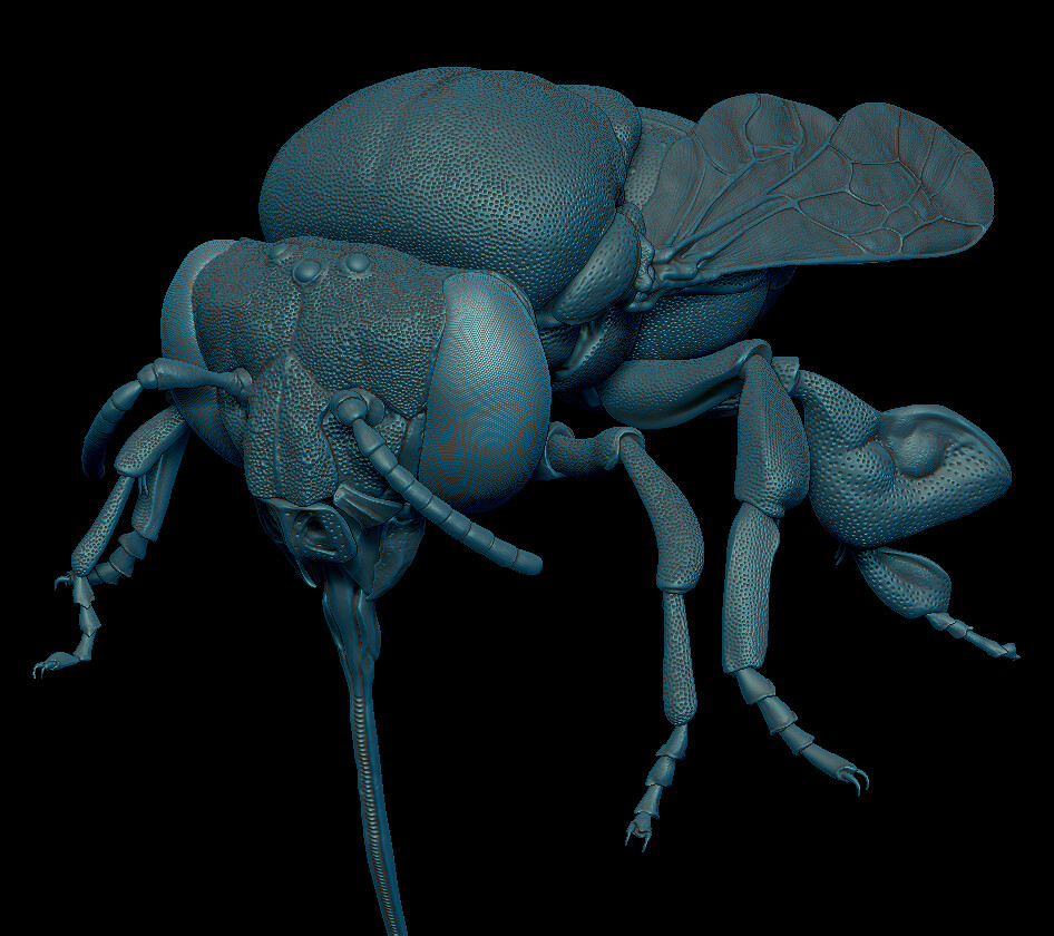 orchid bee model rendered in ZBrush