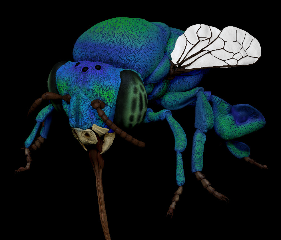 orchid bee model polypainted in ZBrush