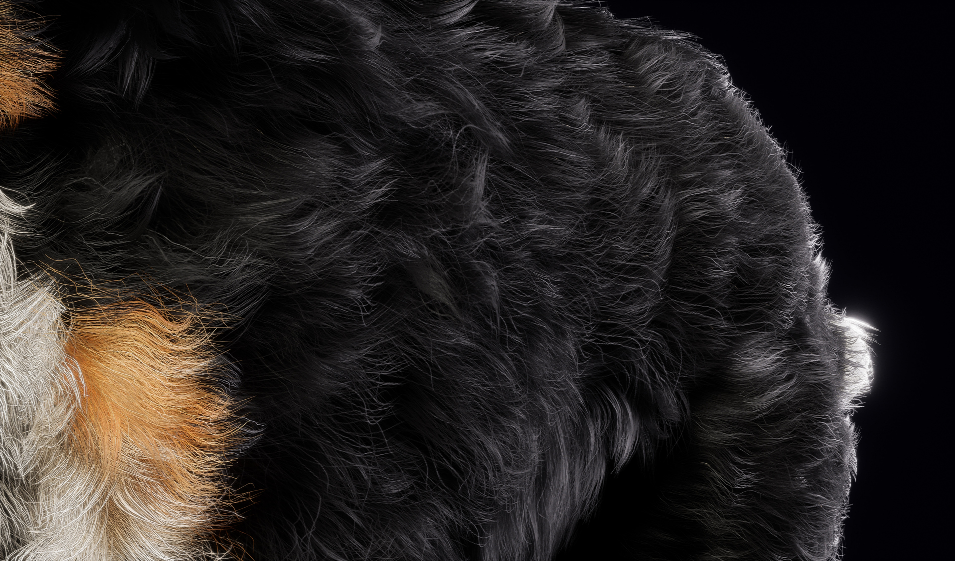 fur close up 