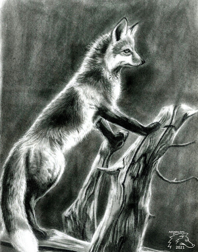 Graphite Fox