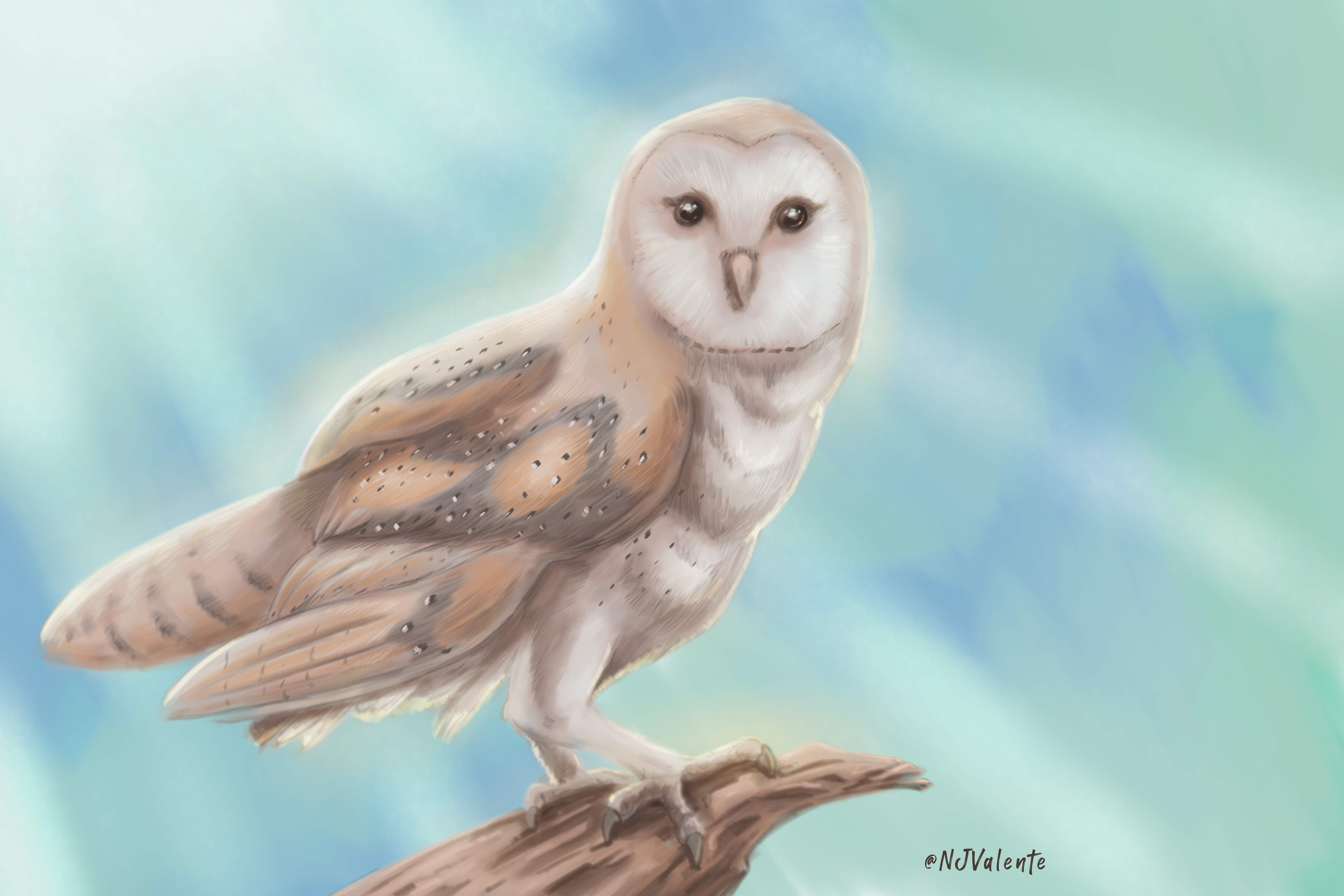 Barn owl digital painting done in Corel Painter.