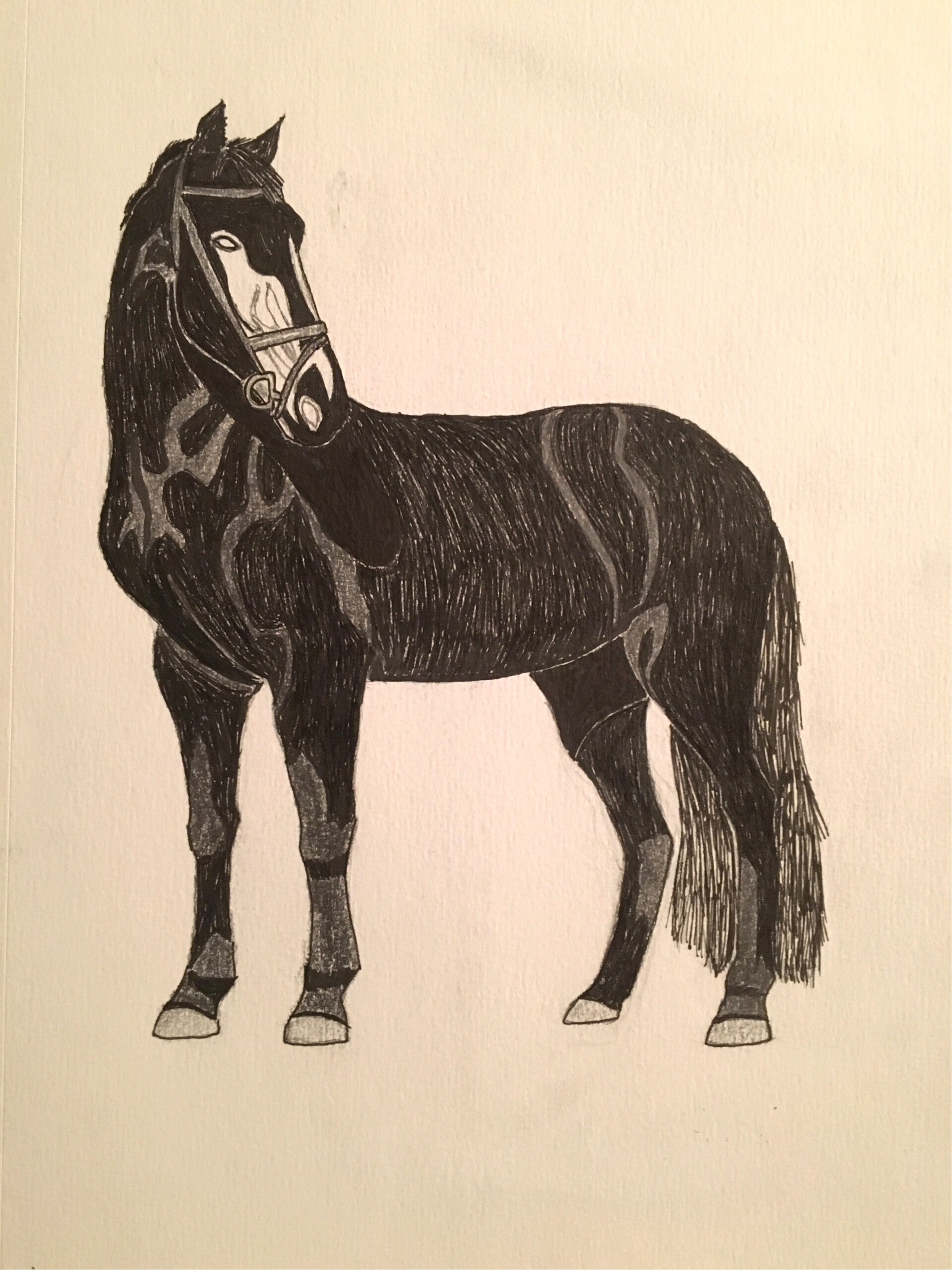 ArtStation Unfinished Horse Drawing