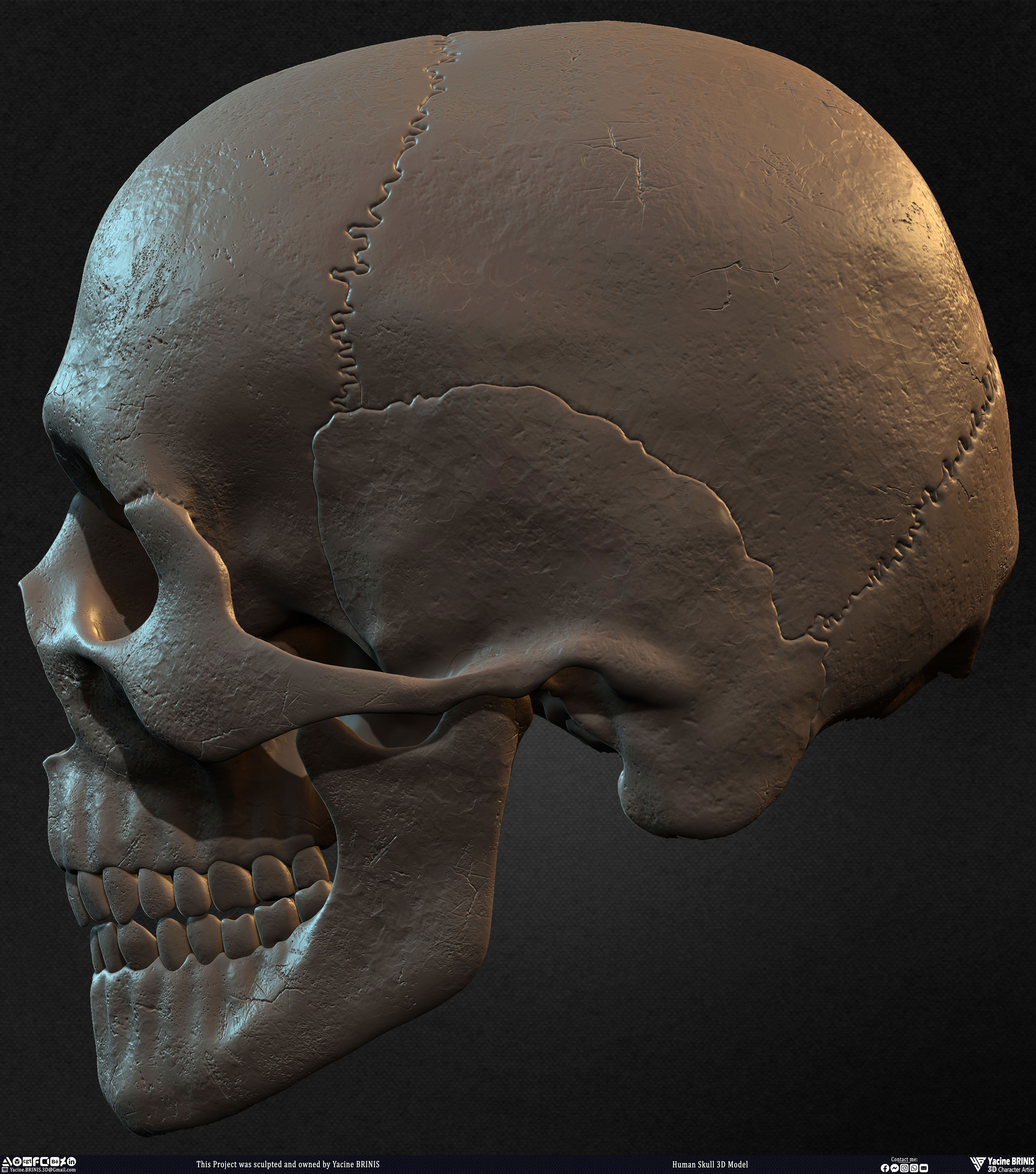 Human Skull 3D Model sculpted by Yacine BRINIS 010