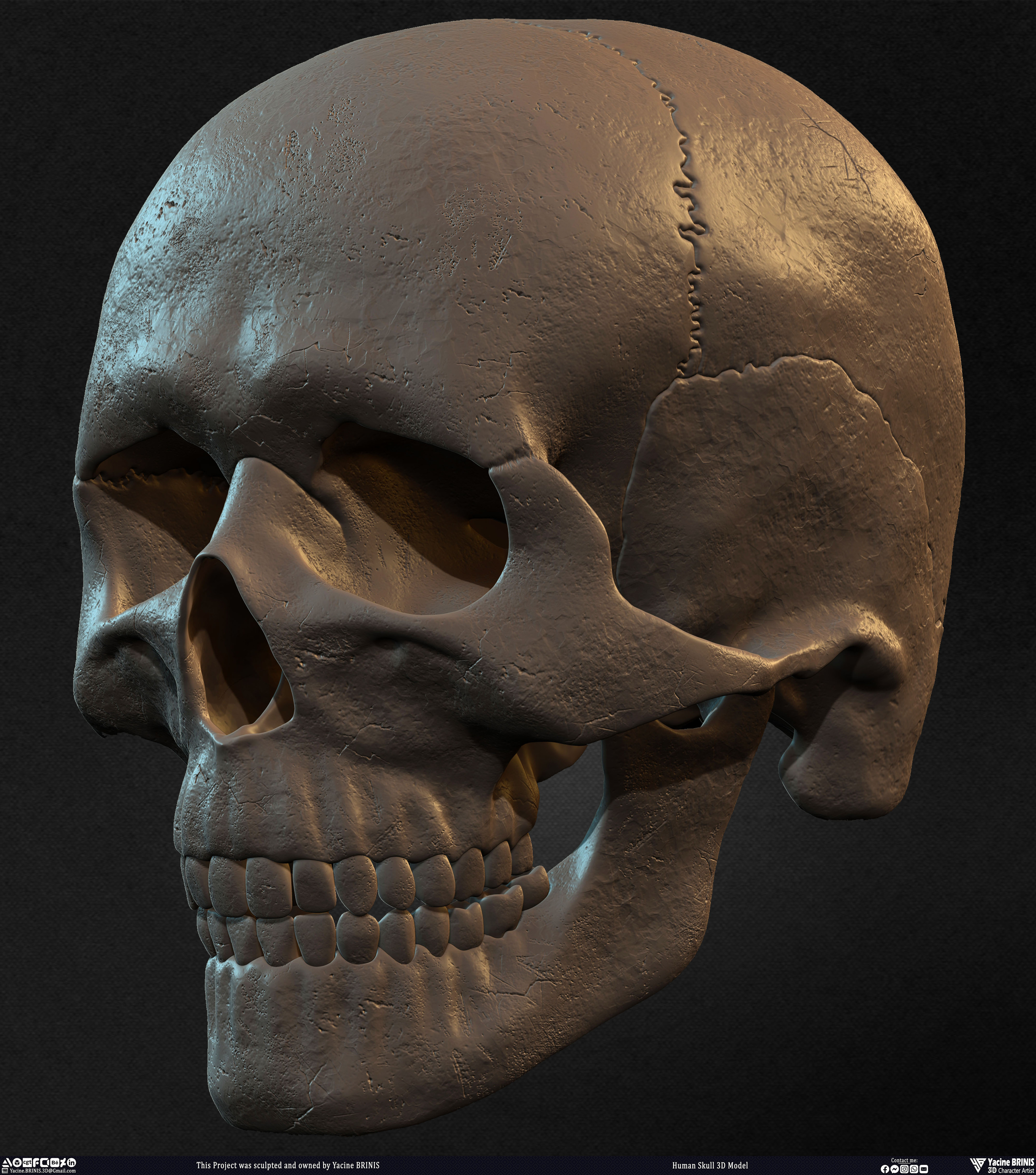 Human Skull 3D Model sculpted by Yacine BRINIS 011