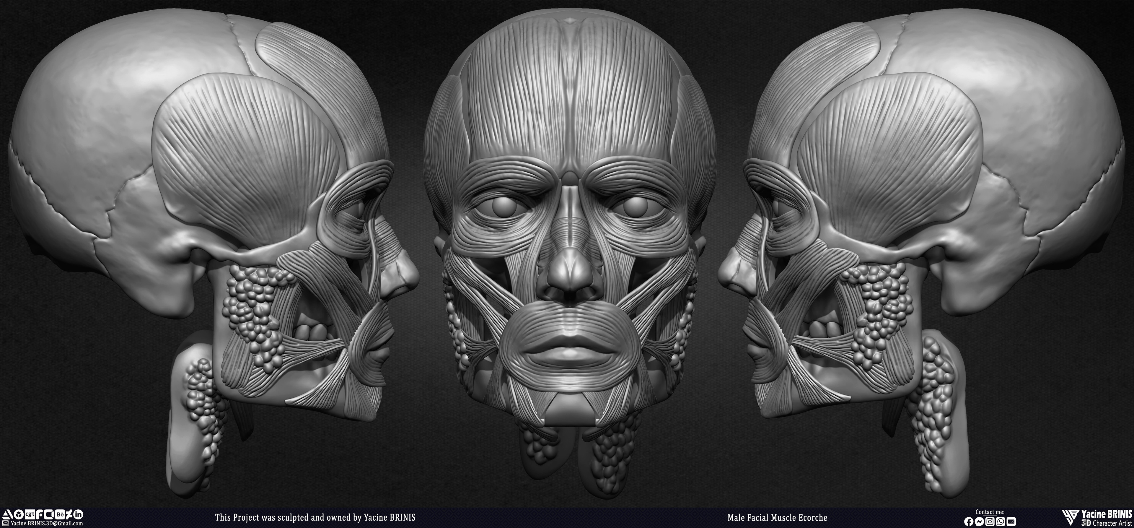 Male Facial Ecorche Human Anatomy sculpted by Yacine BRINIS 003