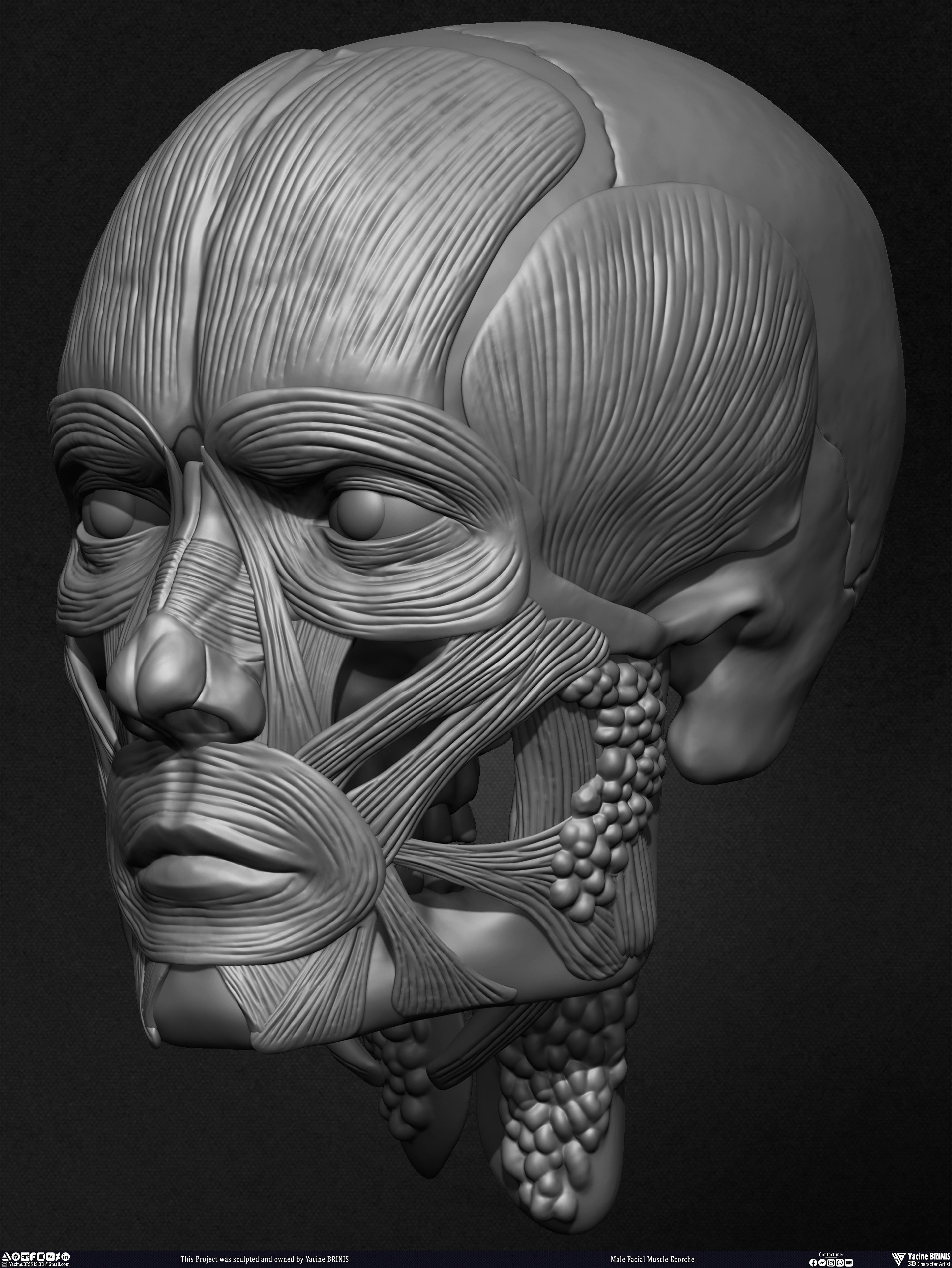 Male Facial Ecorche Human Anatomy sculpted by Yacine BRINIS 010