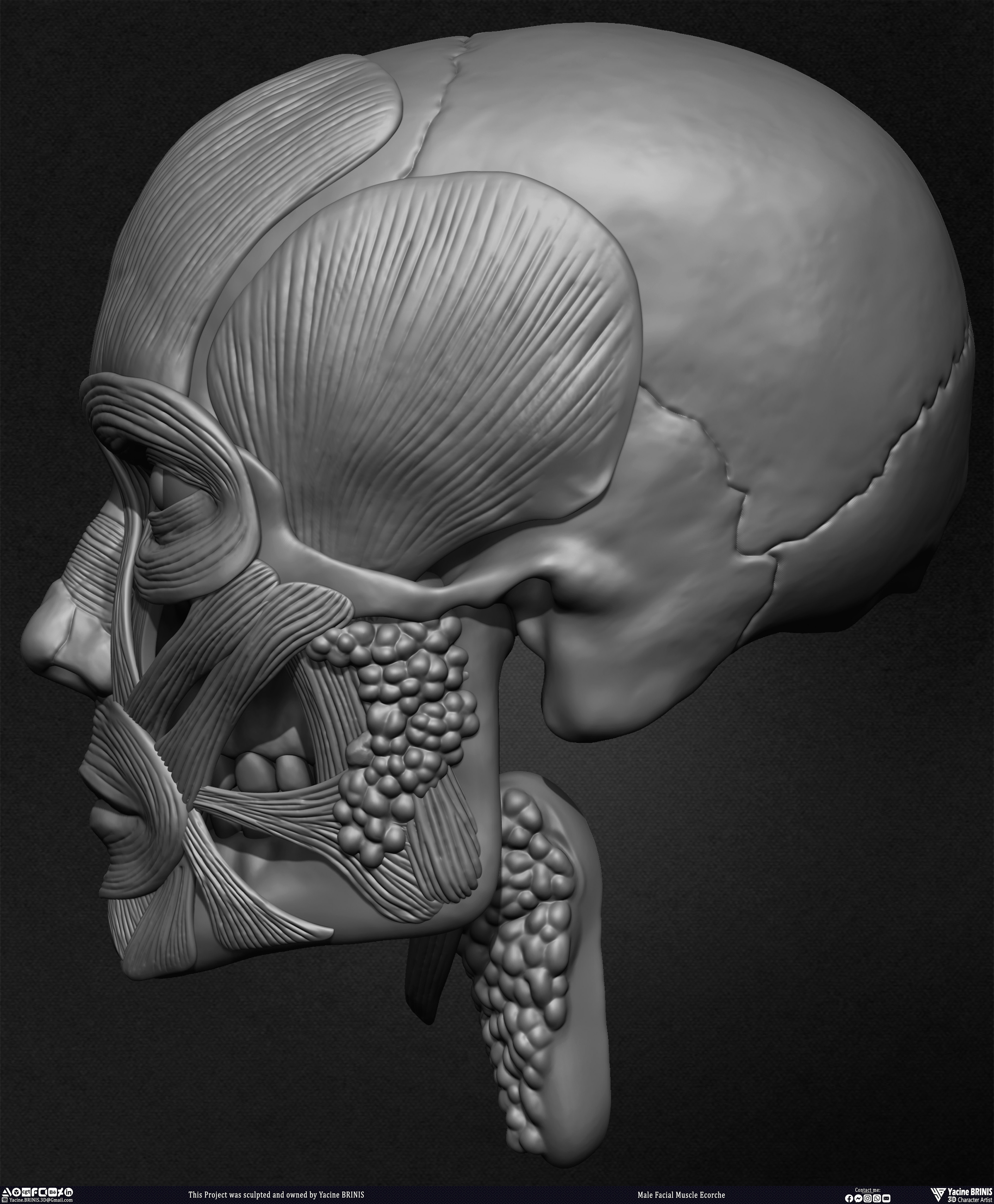 Male Facial Ecorche Human Anatomy sculpted by Yacine BRINIS 011