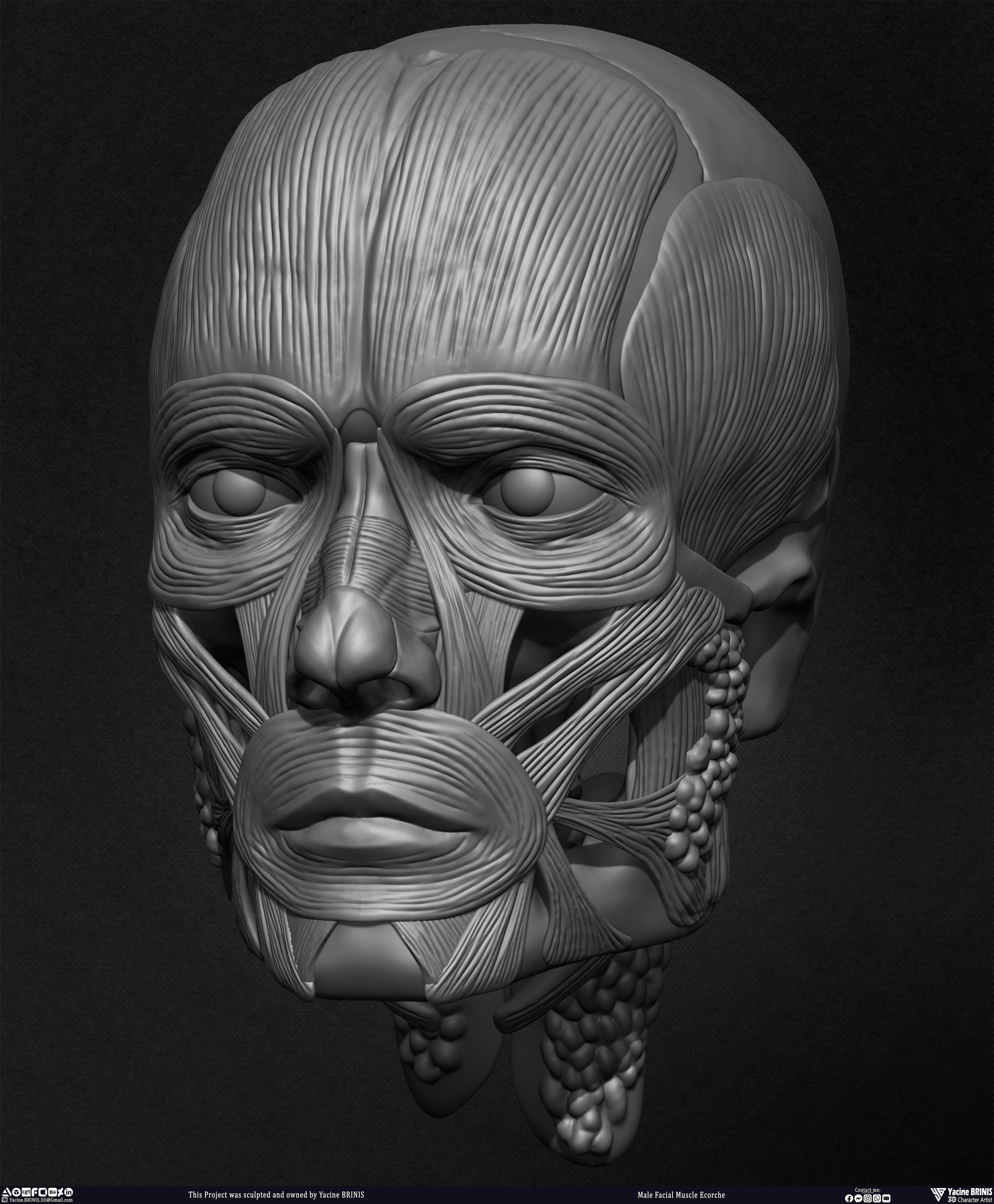 Male Facial Ecorche Human Anatomy sculpted by Yacine BRINIS 012