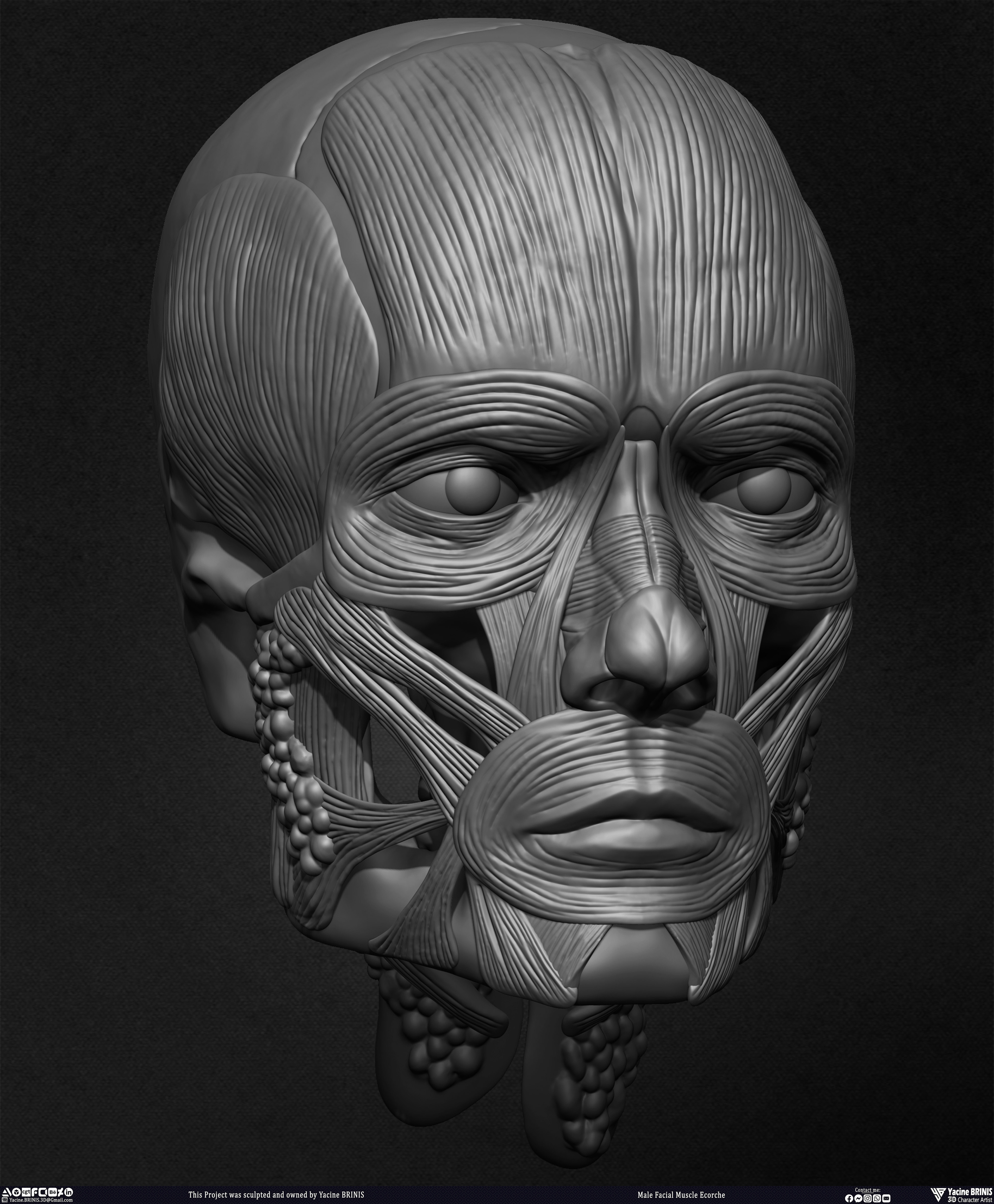 Male Facial Ecorche Human Anatomy sculpted by Yacine BRINIS 013