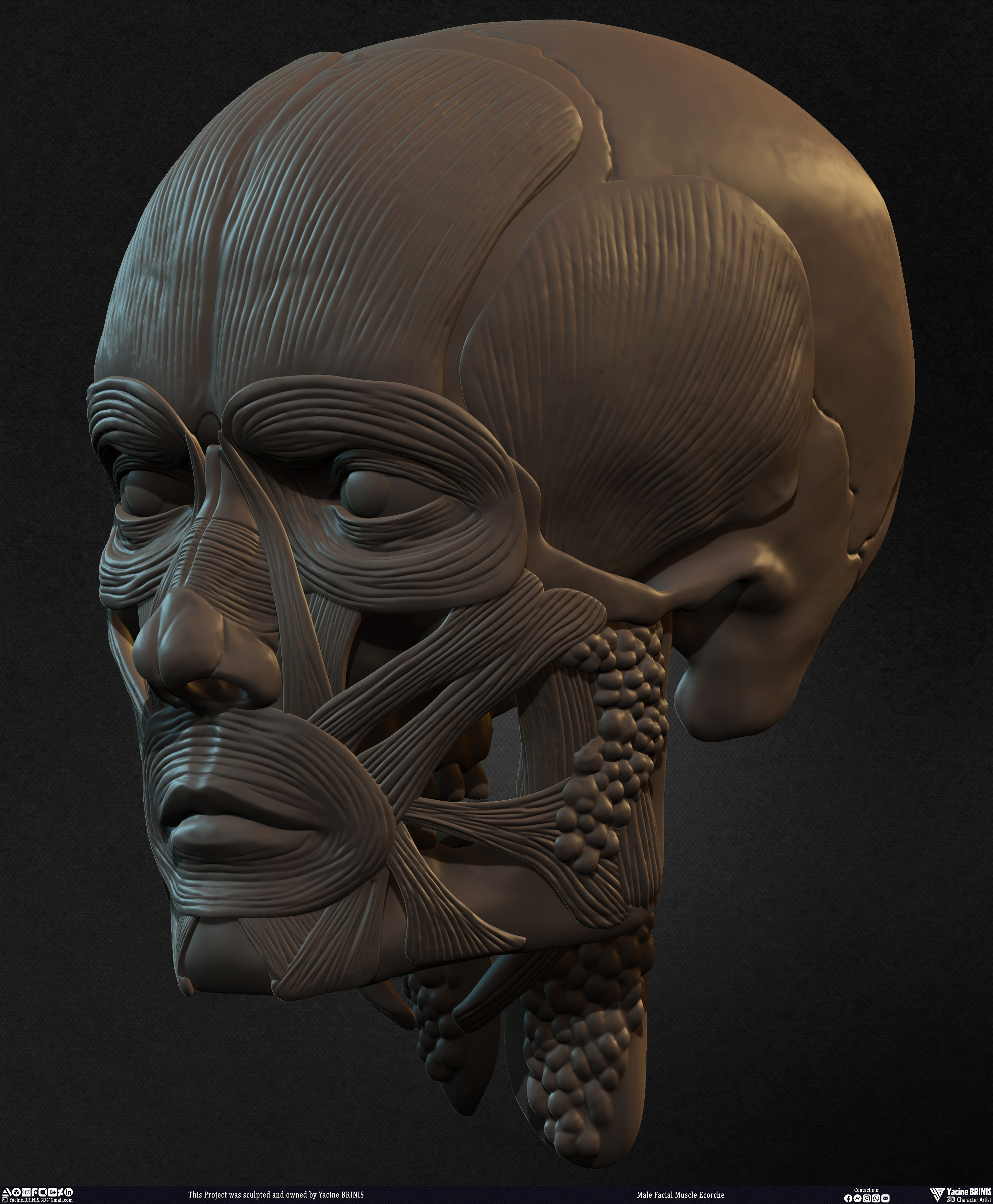 Male Facial Ecorche Human Anatomy sculpted by Yacine BRINIS 017