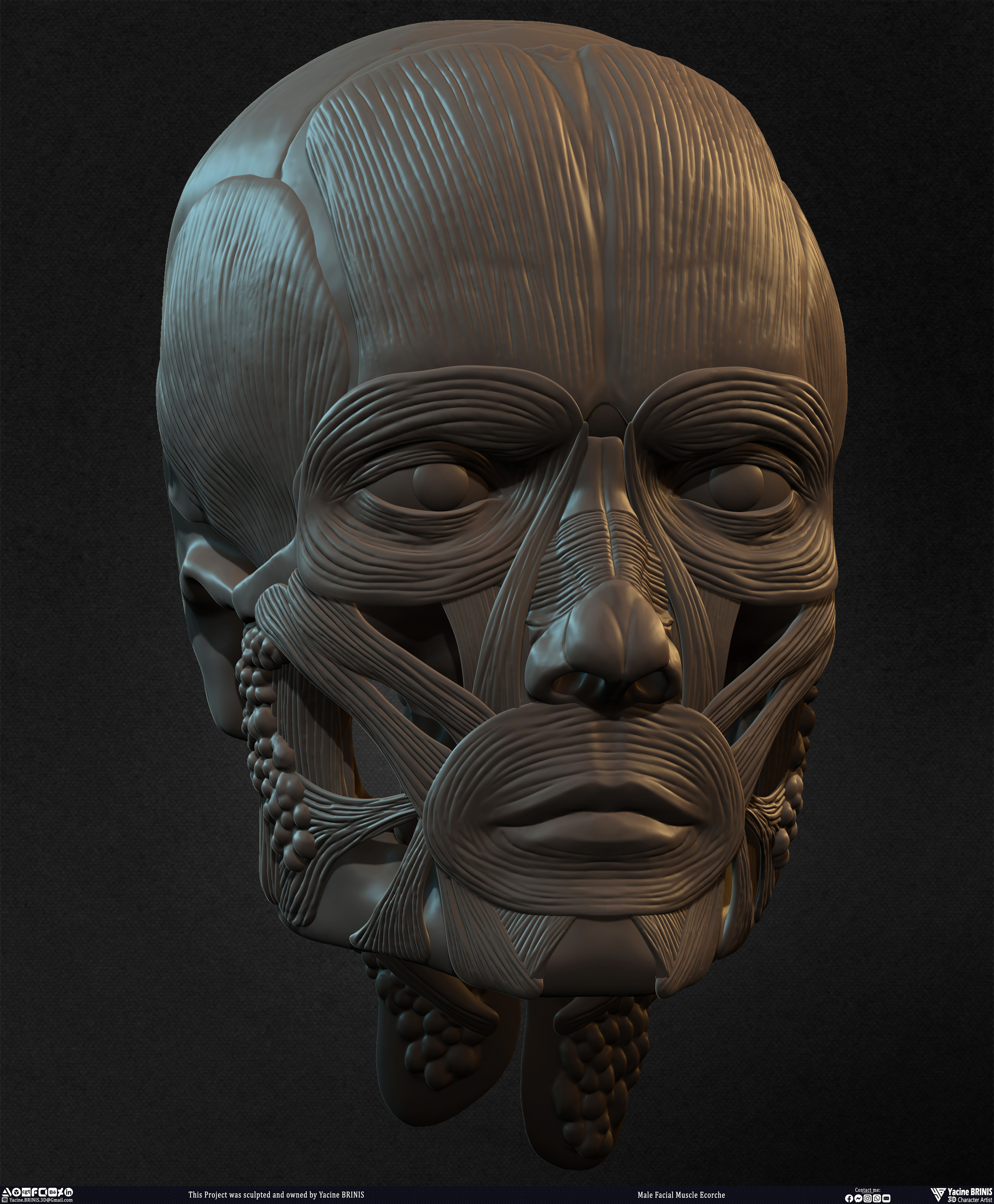 Male Facial Ecorche Human Anatomy sculpted by Yacine BRINIS 019