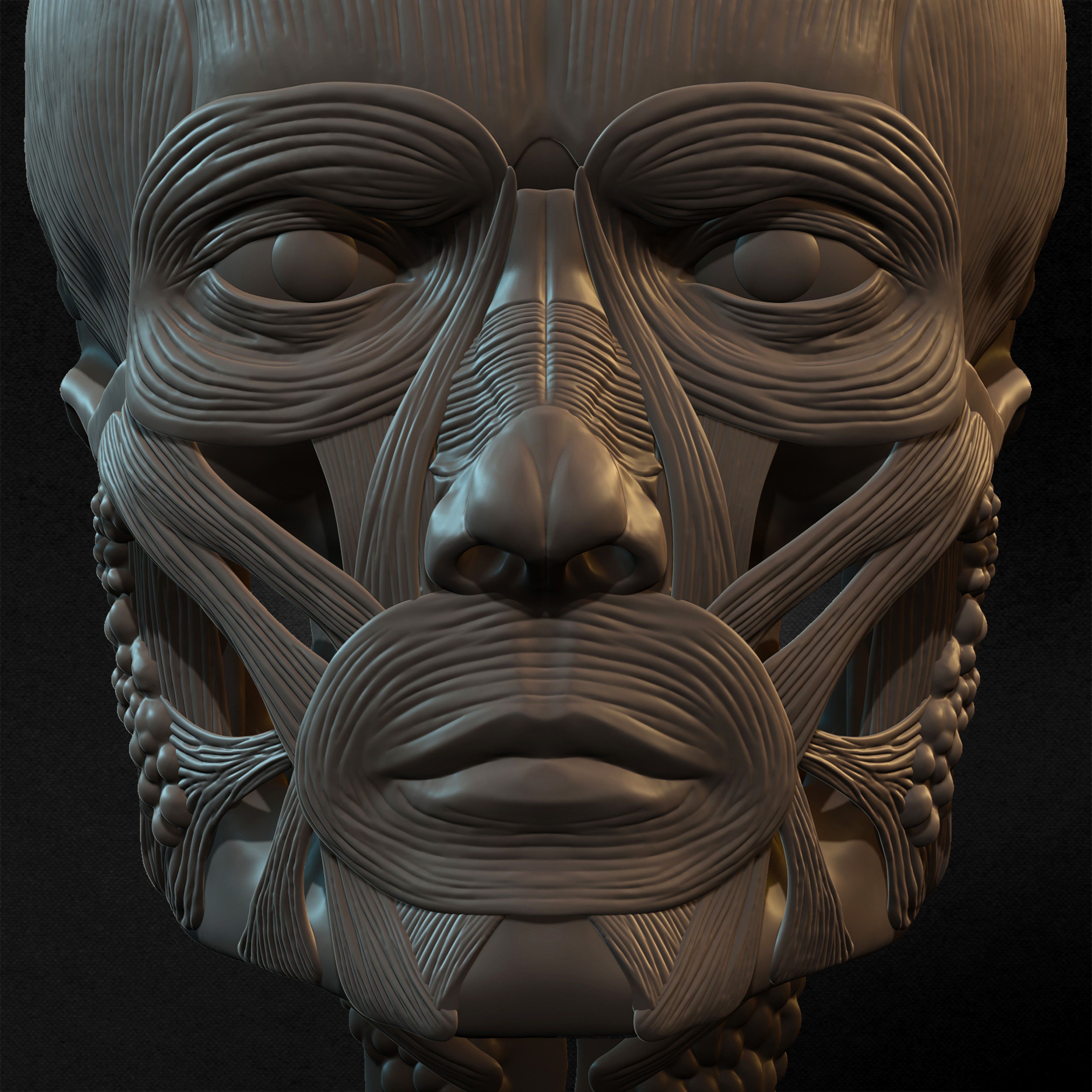 Male Facial Ecorche Human Anatomy sculpted by Yacine BRINIS 022