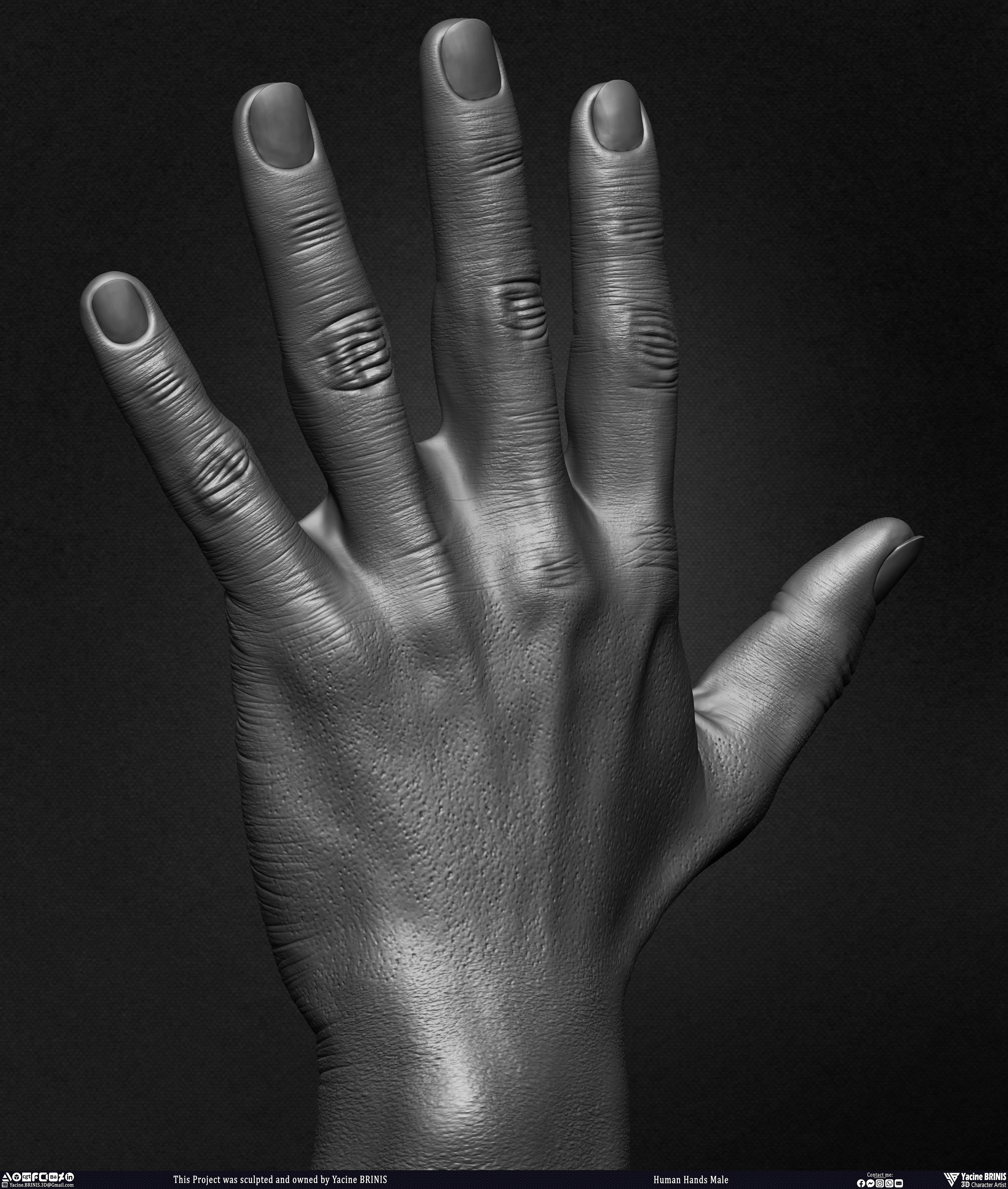 Human Hands Male Basemesh 3D Model sculpted by Yacine BRINIS 014