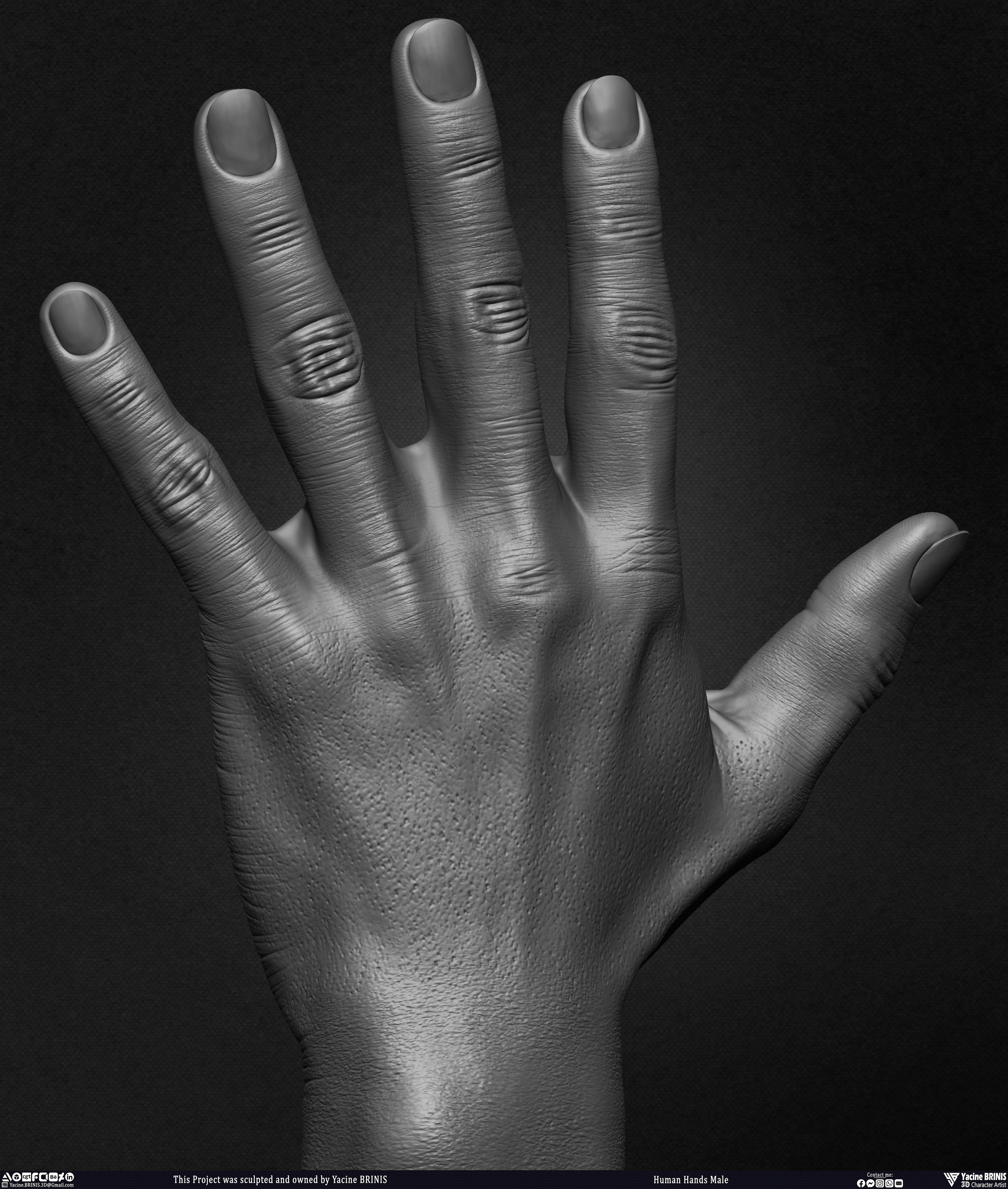 Human Hands Male Basemesh 3D Model sculpted by Yacine BRINIS 020