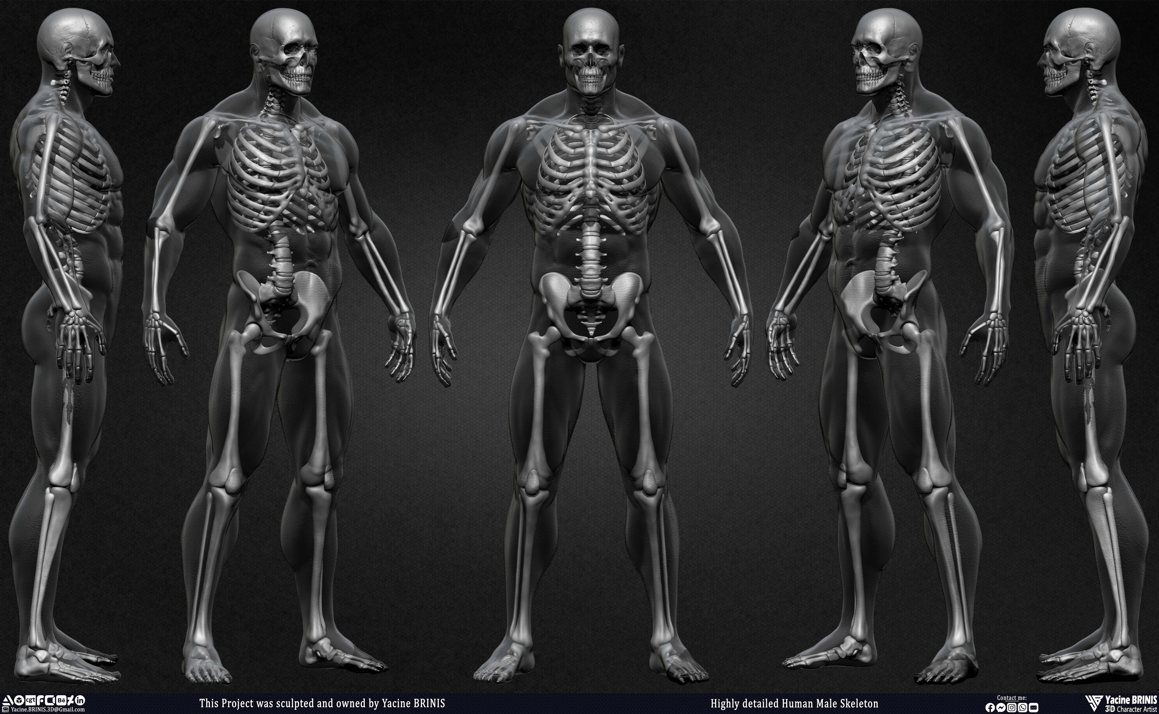 Highly Detailed Human Skeleton 3D Model sculpted by Yacine BRINIS 005
