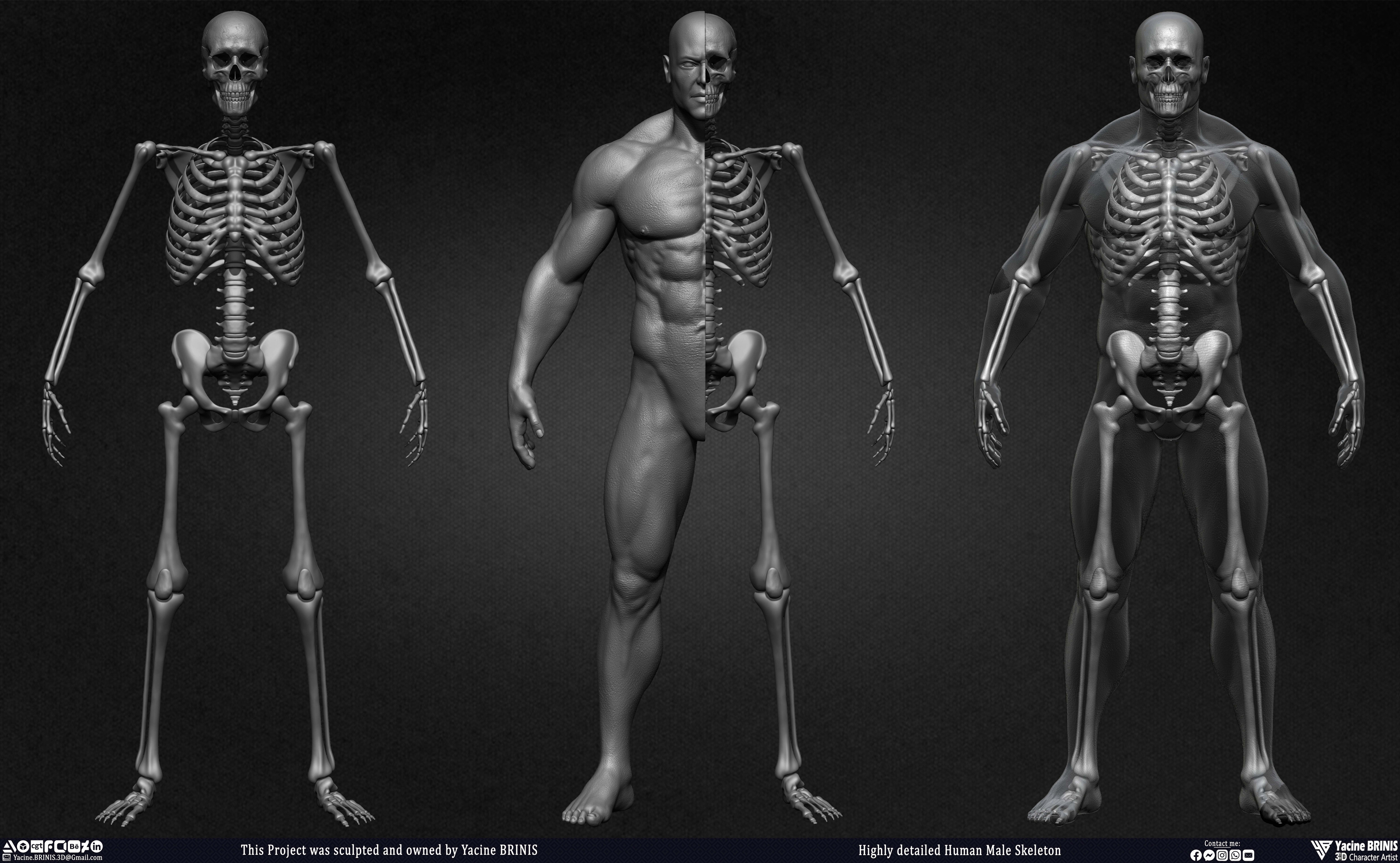 Highly Detailed Human Skeleton 3D Model sculpted by Yacine BRINIS 007