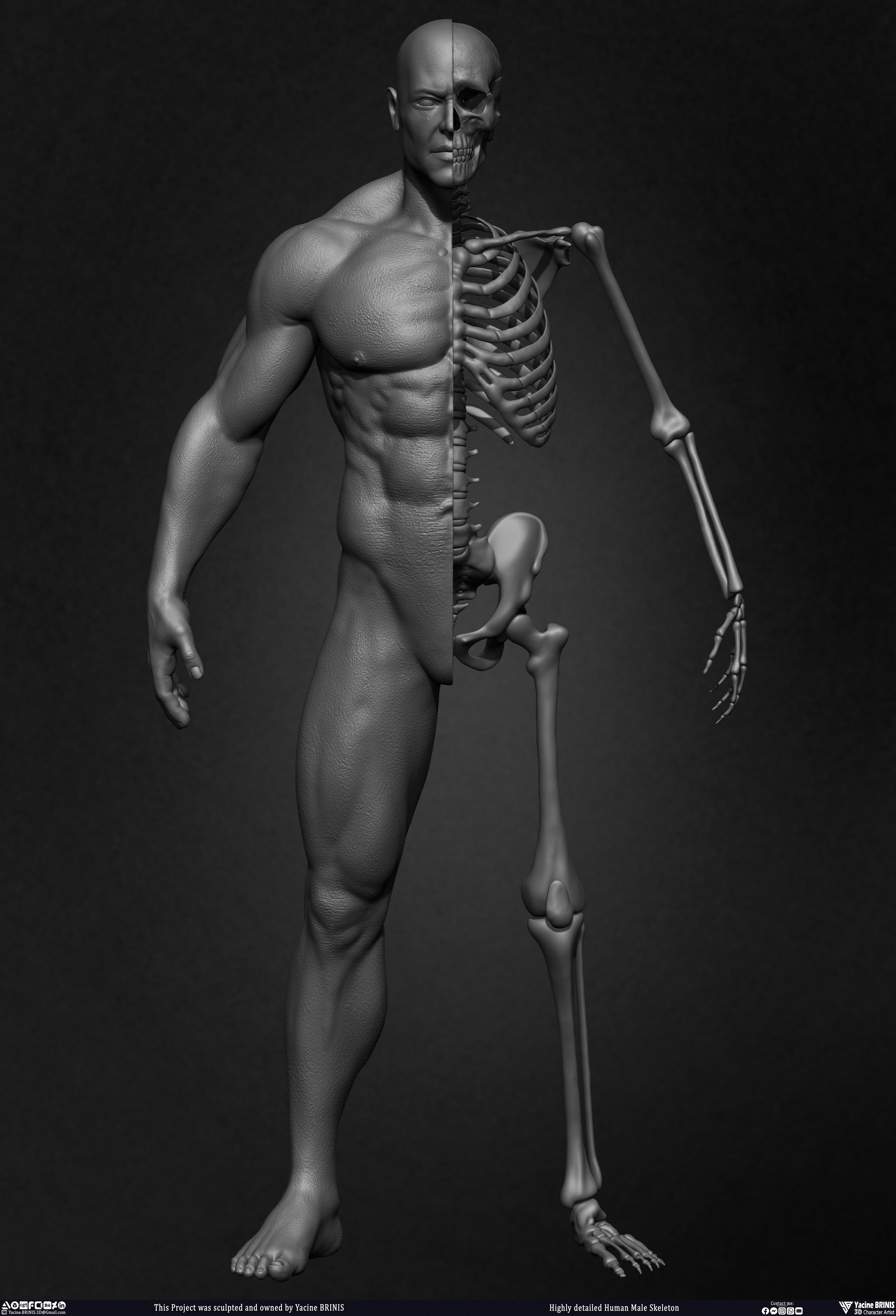 Highly Detailed Human Skeleton 3D Model sculpted by Yacine BRINIS 010