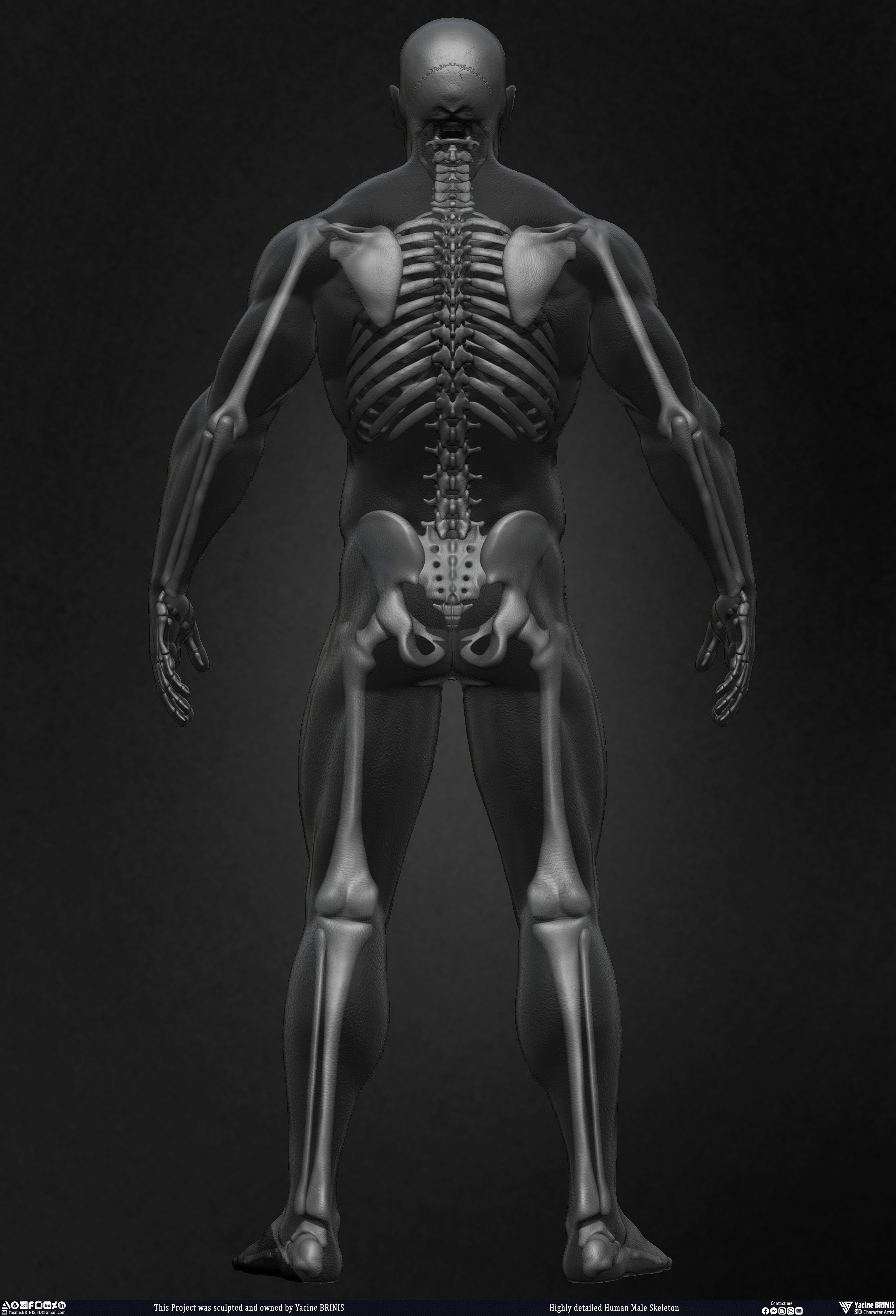 Highly Detailed Human Skeleton 3D Model sculpted by Yacine BRINIS 013