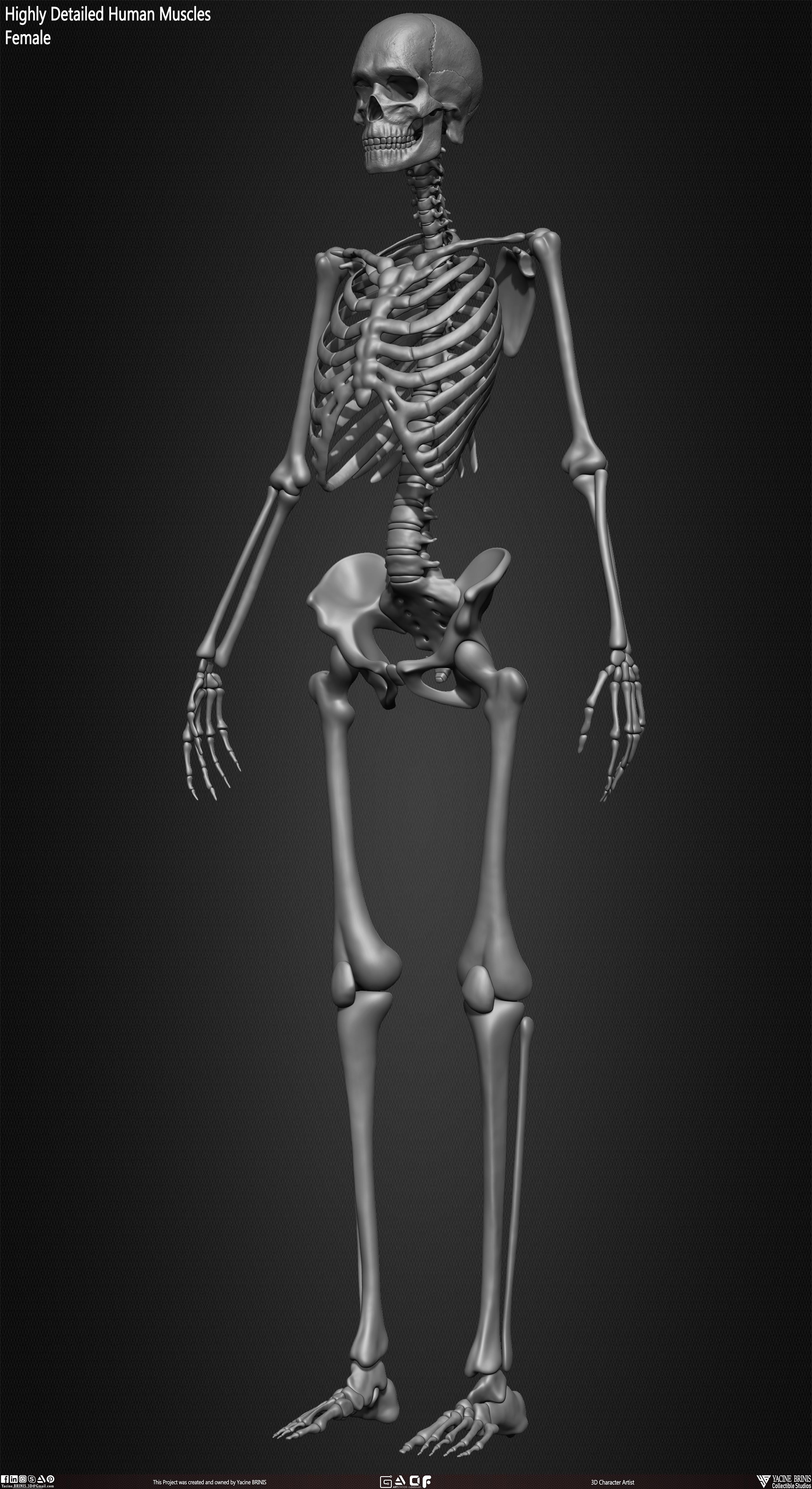 Female Human Skeleton 3D Model sculpted by Yacine BRINIS 021