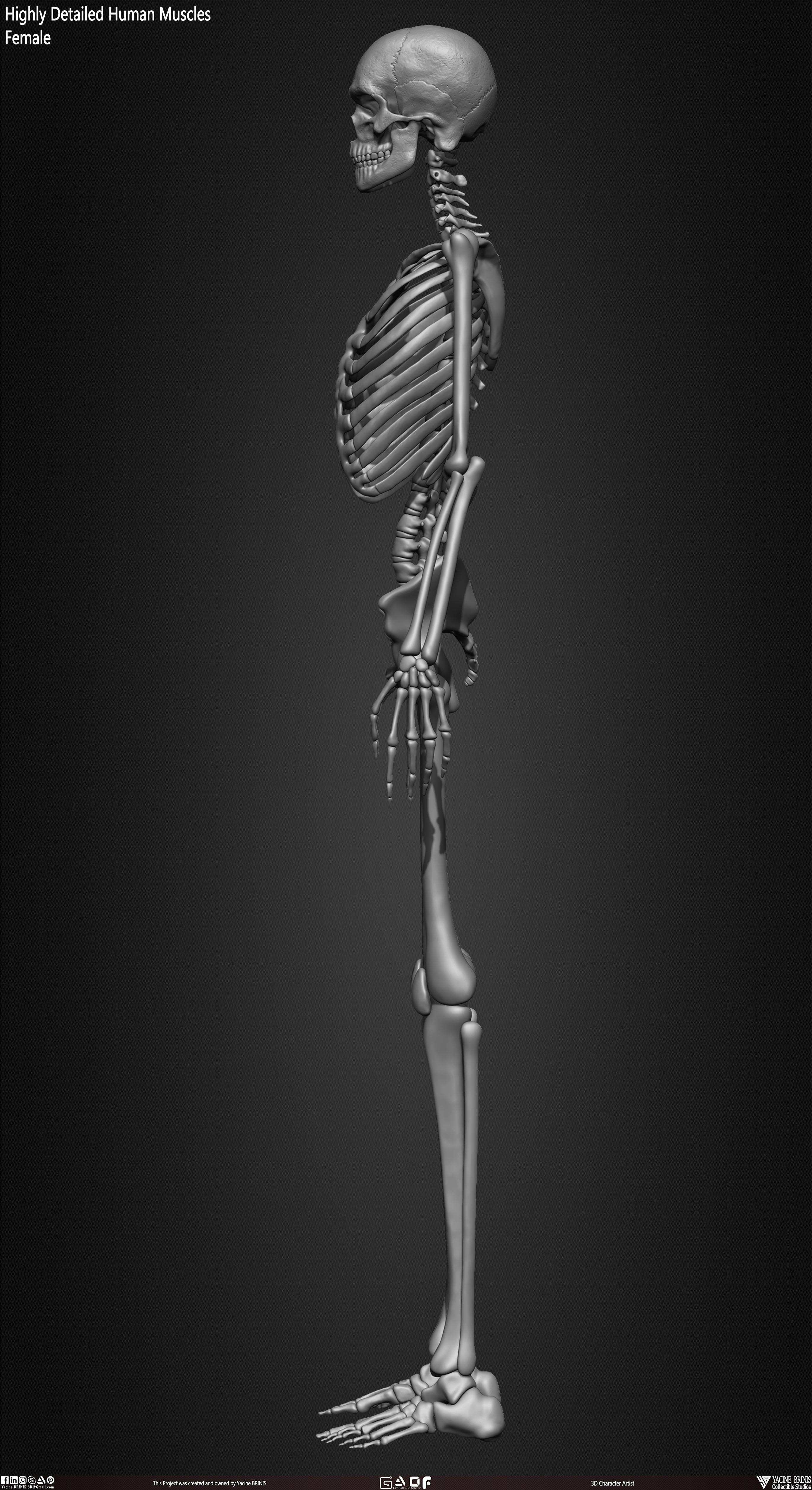 Female Human Skeleton 3D Model sculpted by Yacine BRINIS 022