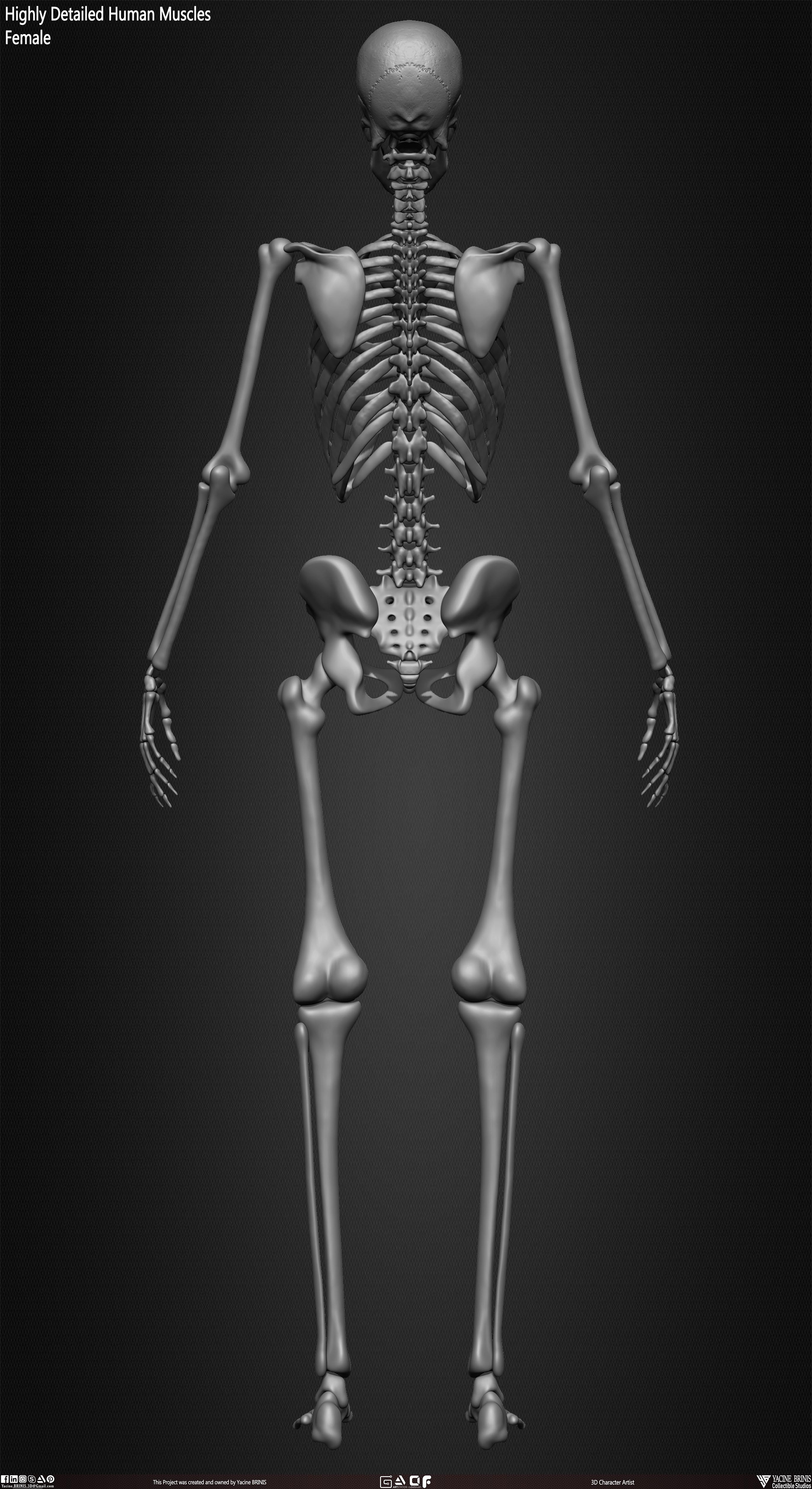 Female Human Skeleton 3D Model sculpted by Yacine BRINIS 024