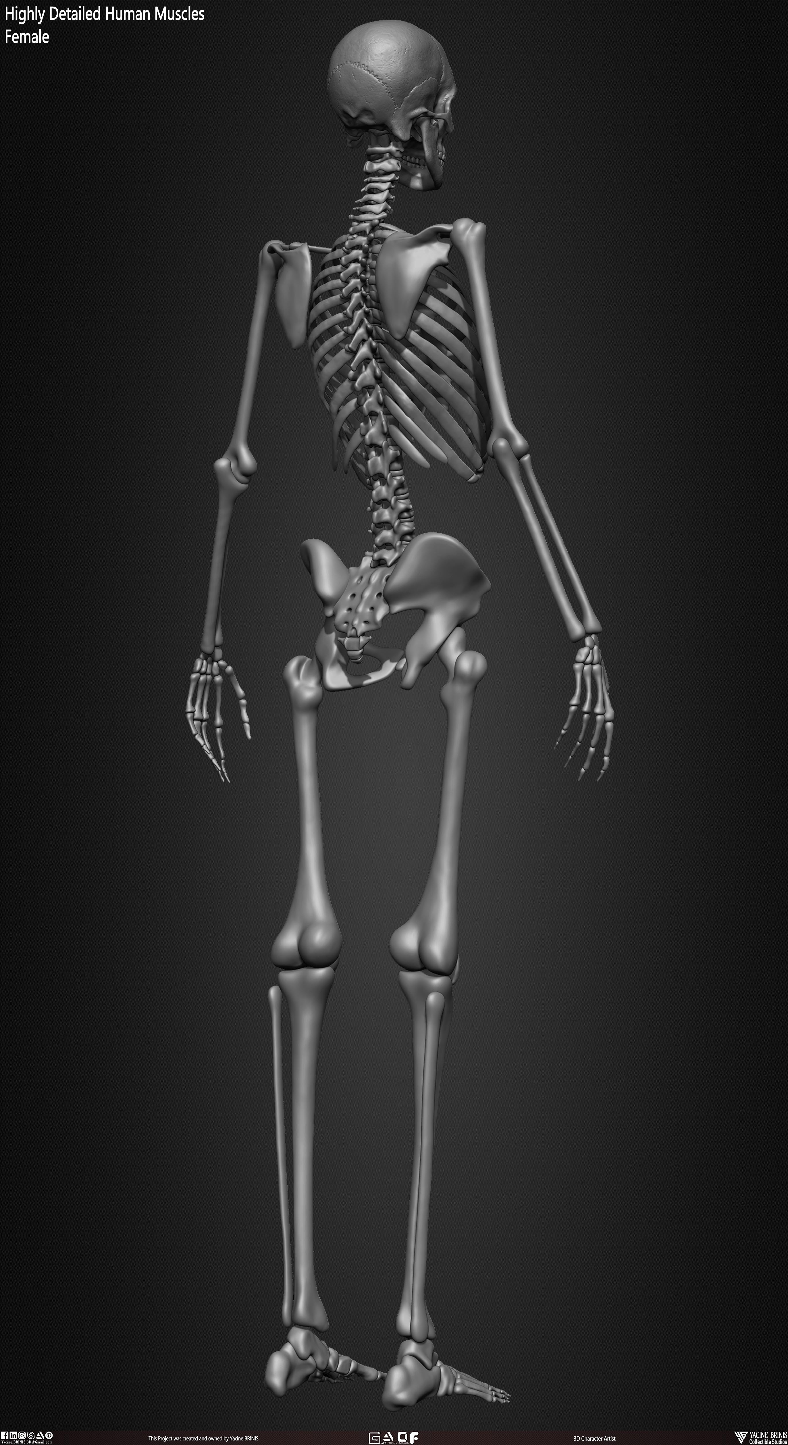 Female Human Skeleton 3D Model sculpted by Yacine BRINIS 025