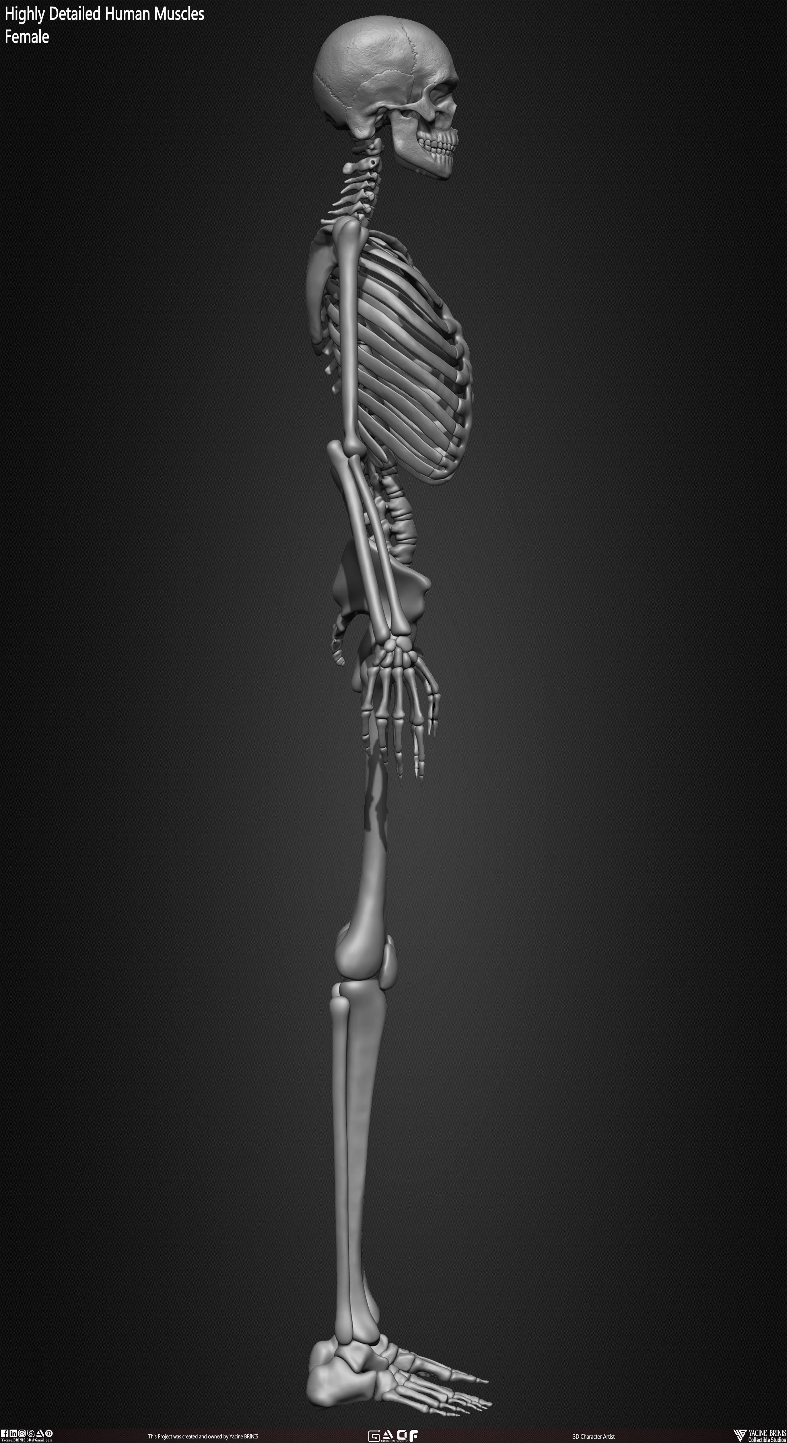 Female Human Skeleton 3D Model sculpted by Yacine BRINIS 026