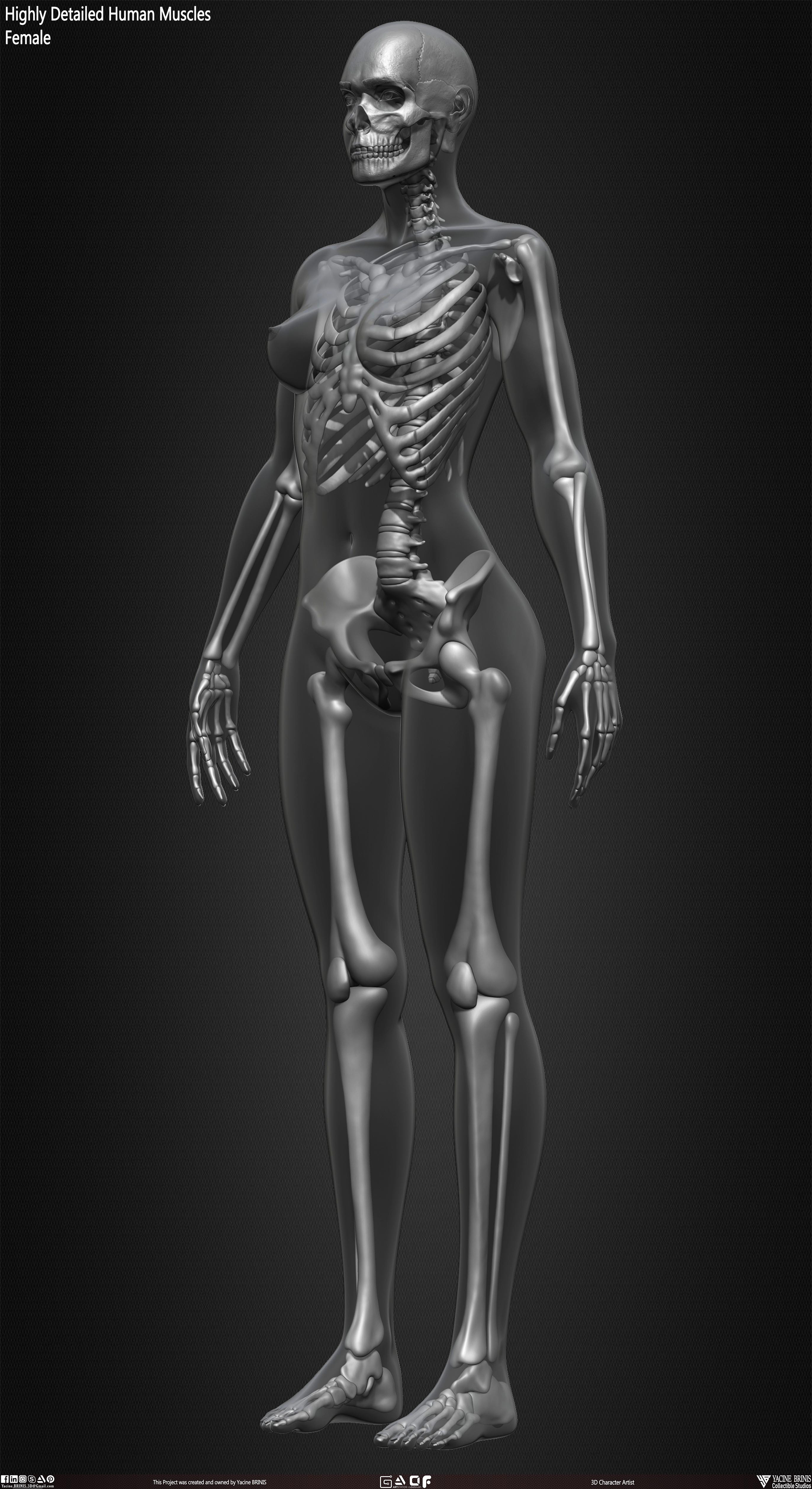 Female Human Skeleton 3D Model sculpted by Yacine BRINIS 028