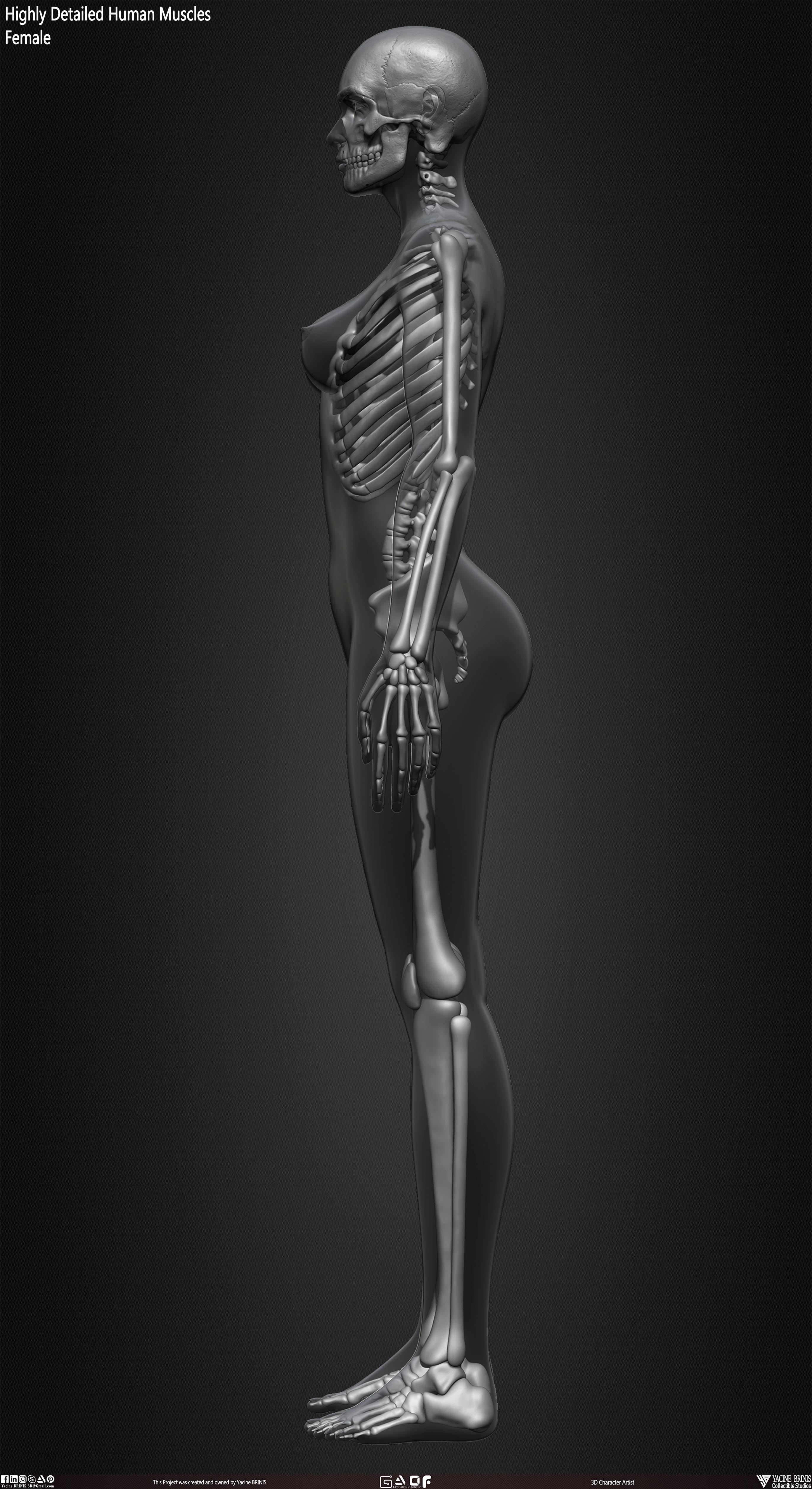 Female Human Skeleton 3D Model sculpted by Yacine BRINIS 029