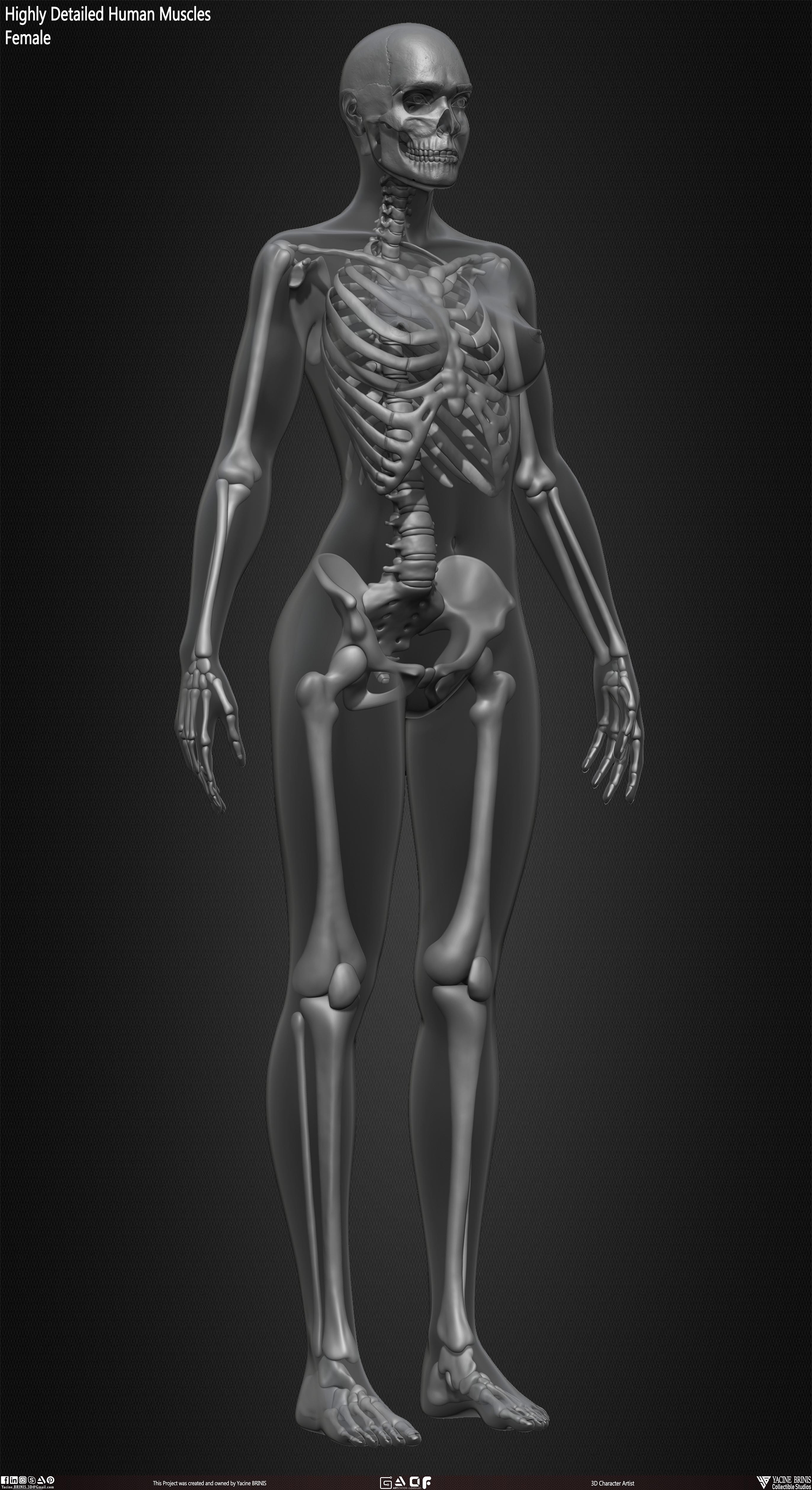 Female Human Skeleton 3D Model sculpted by Yacine BRINIS 034